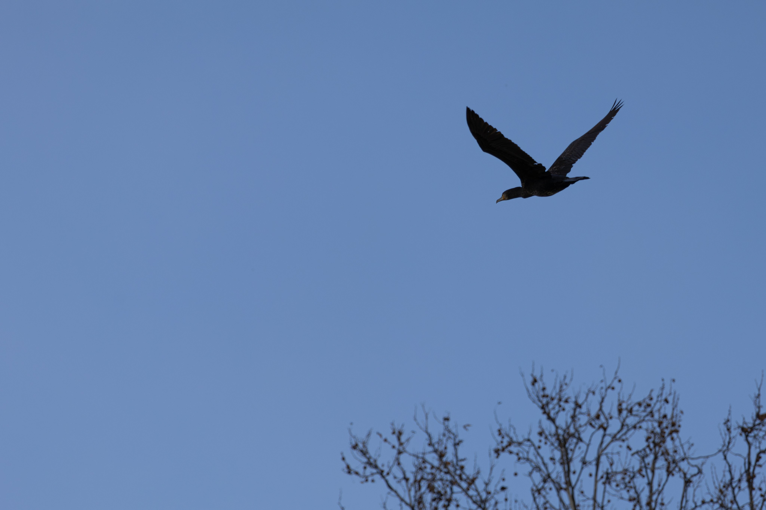 ფრთა ბუმბულისა და ფრთა რკინისა. FramefreeMan