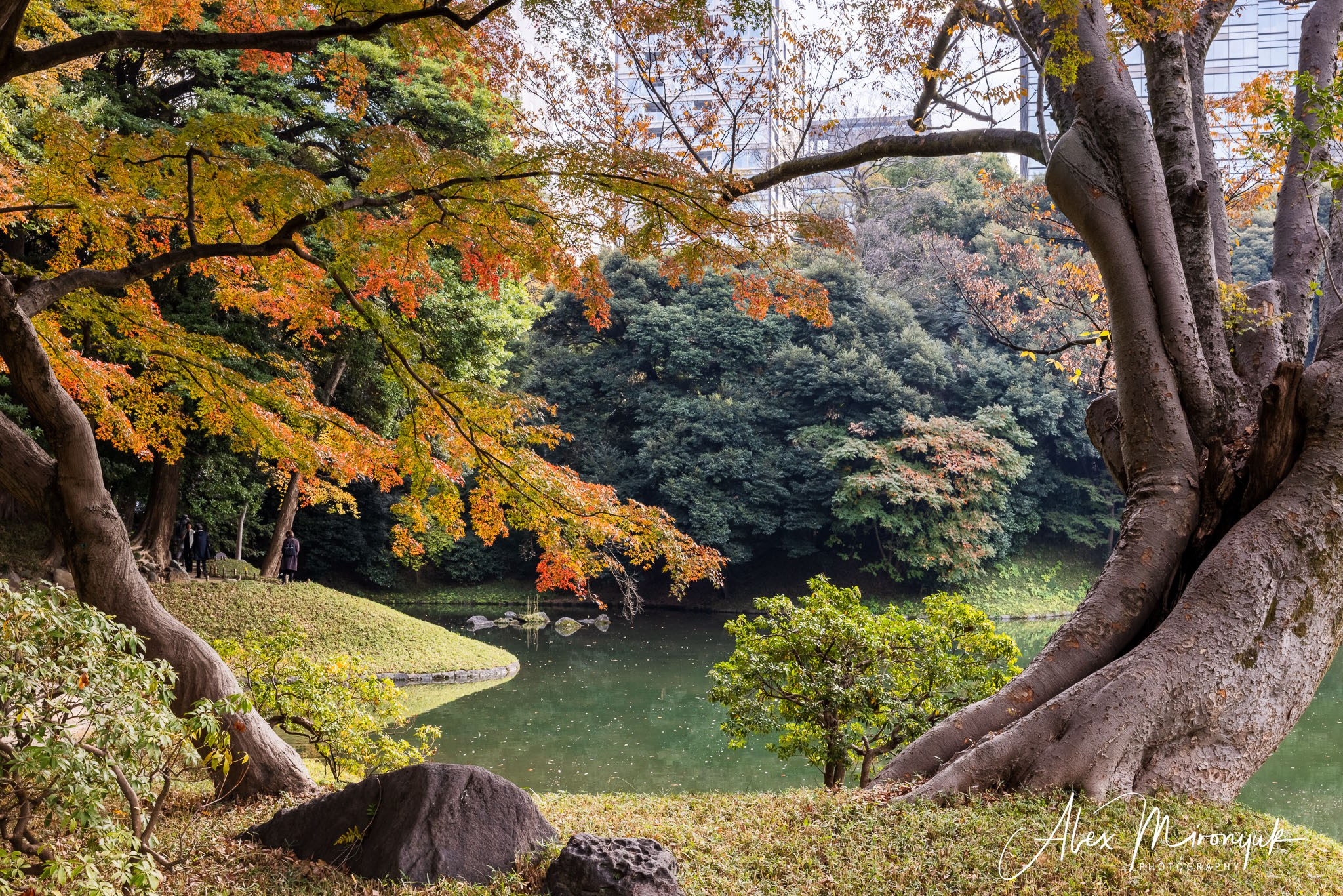 Autumn Colors of Japan. Pet, Senior, Landscape, portrait studio, photographer in Miami and Sou