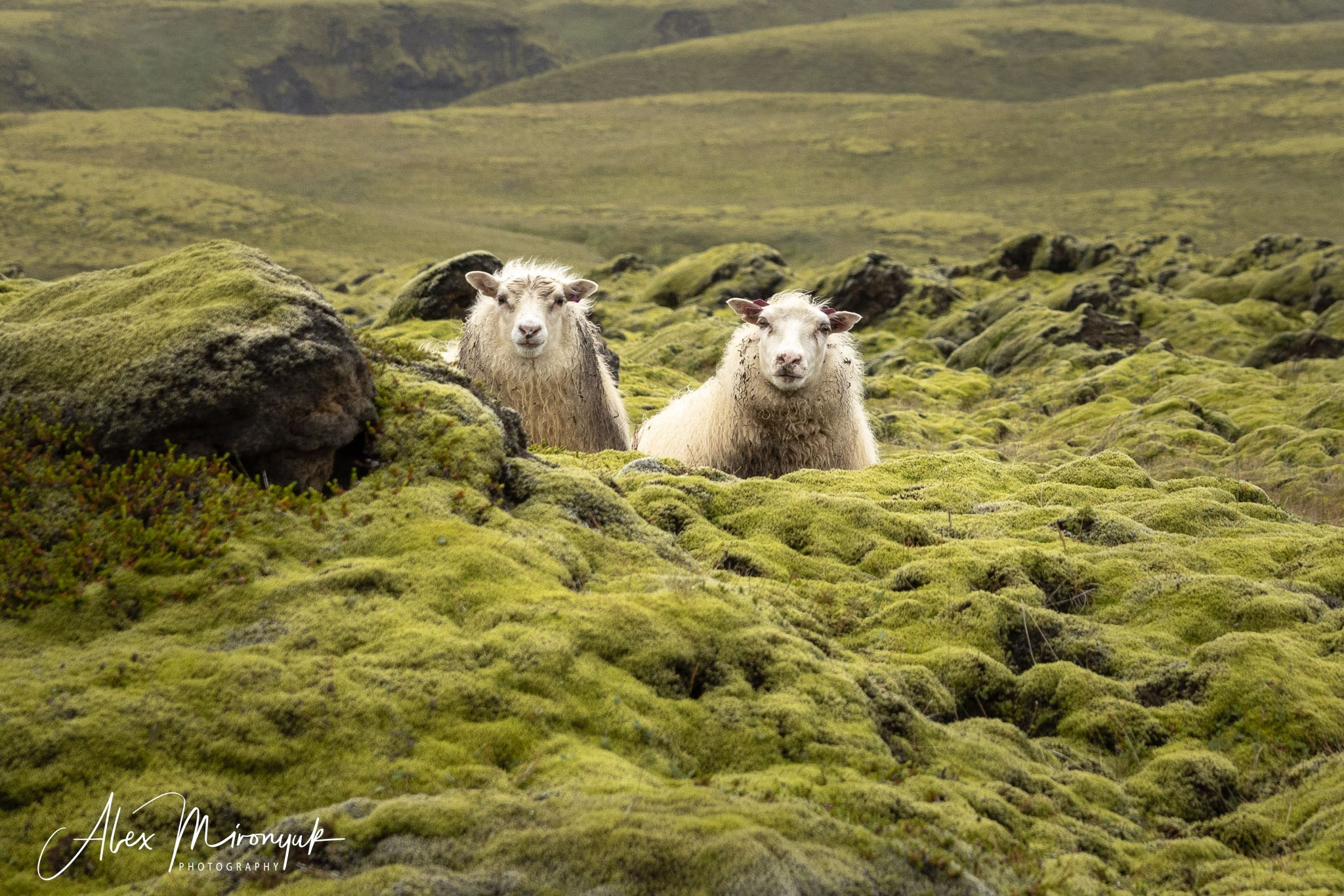 Unforgettable Iceland. Pet, Senior, Landscape, portrait studio, photographer in Miami and Sou