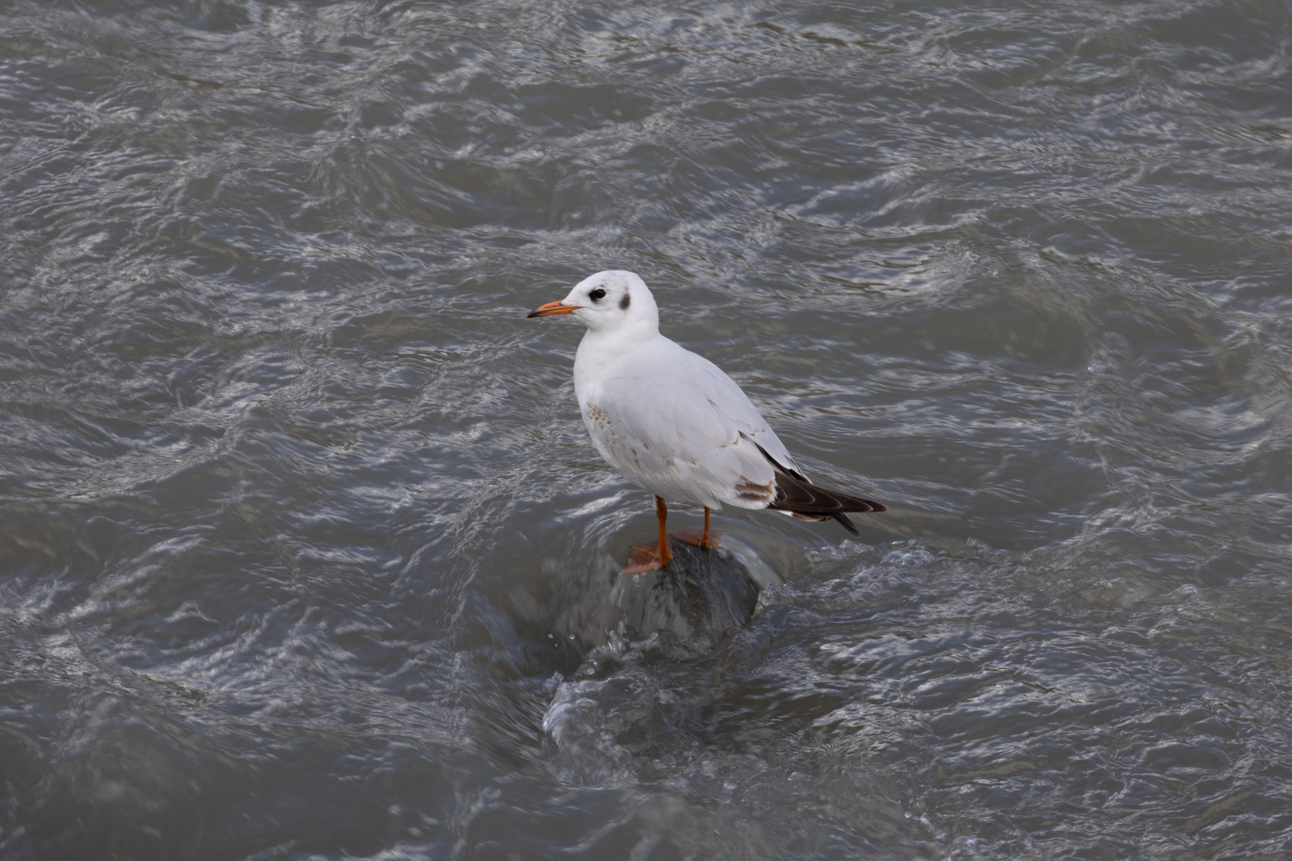 ფრთა ბუმბულისა და ფრთა რკინისა. FramefreeMan