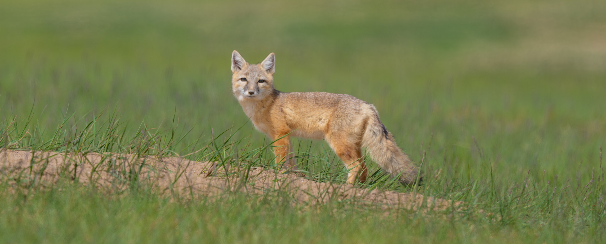 Nature photographer Yuri Soria-Galvarro