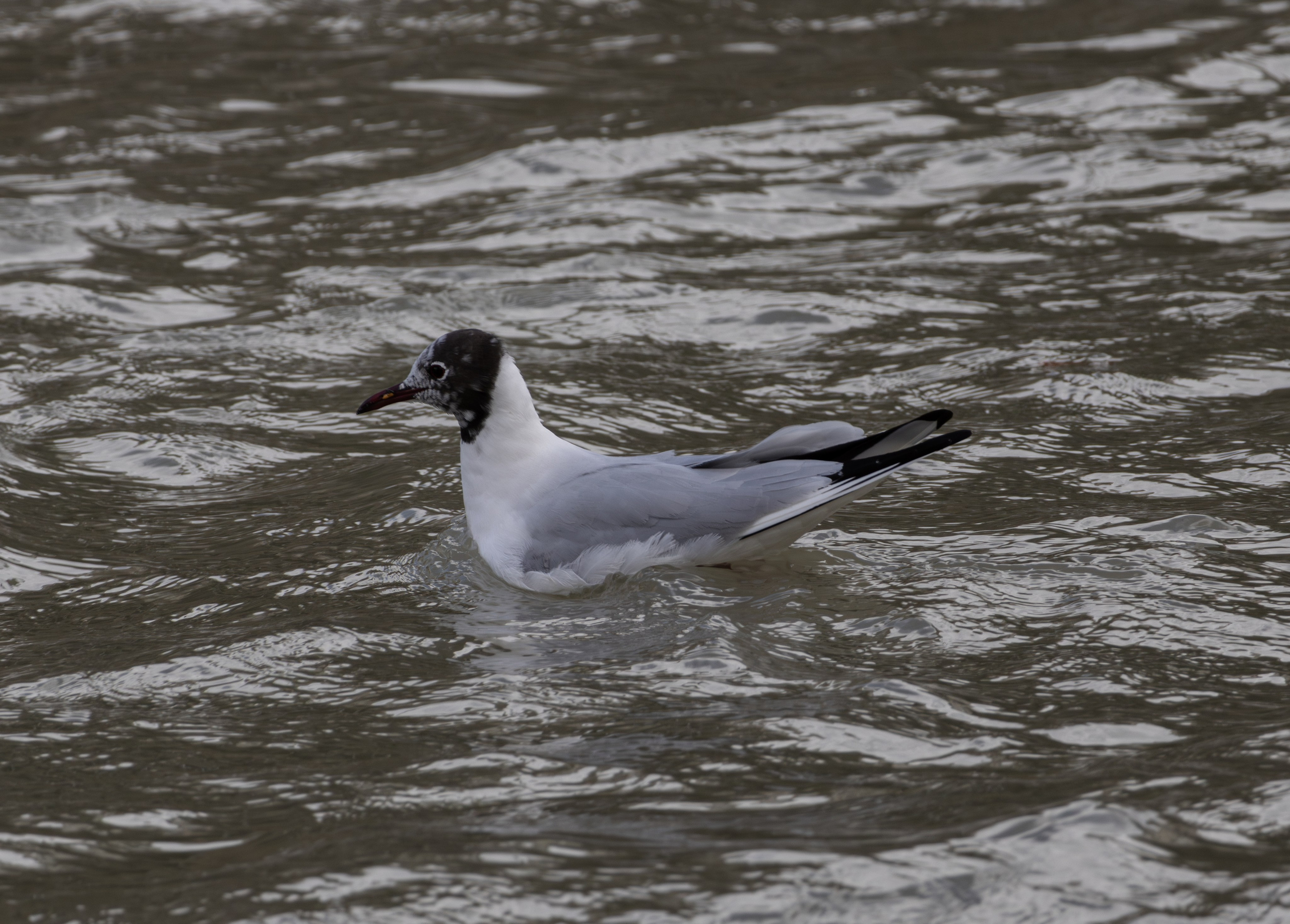 ფრთა ბუმბულისა და ფრთა რკინისა. FramefreeMan