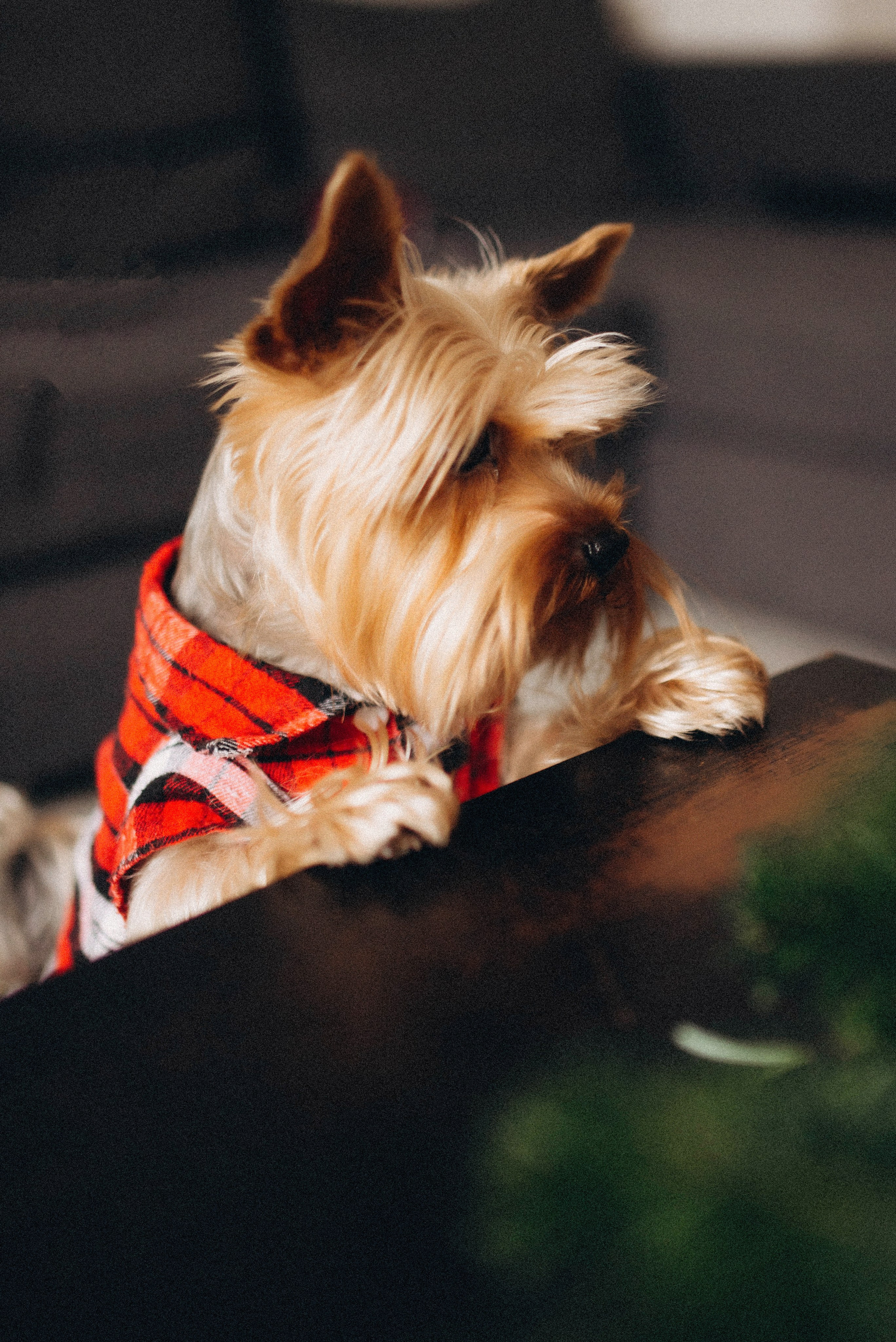 Семейная новогодняя фотосессия. Семейный фотограф Лейпциг, Германия