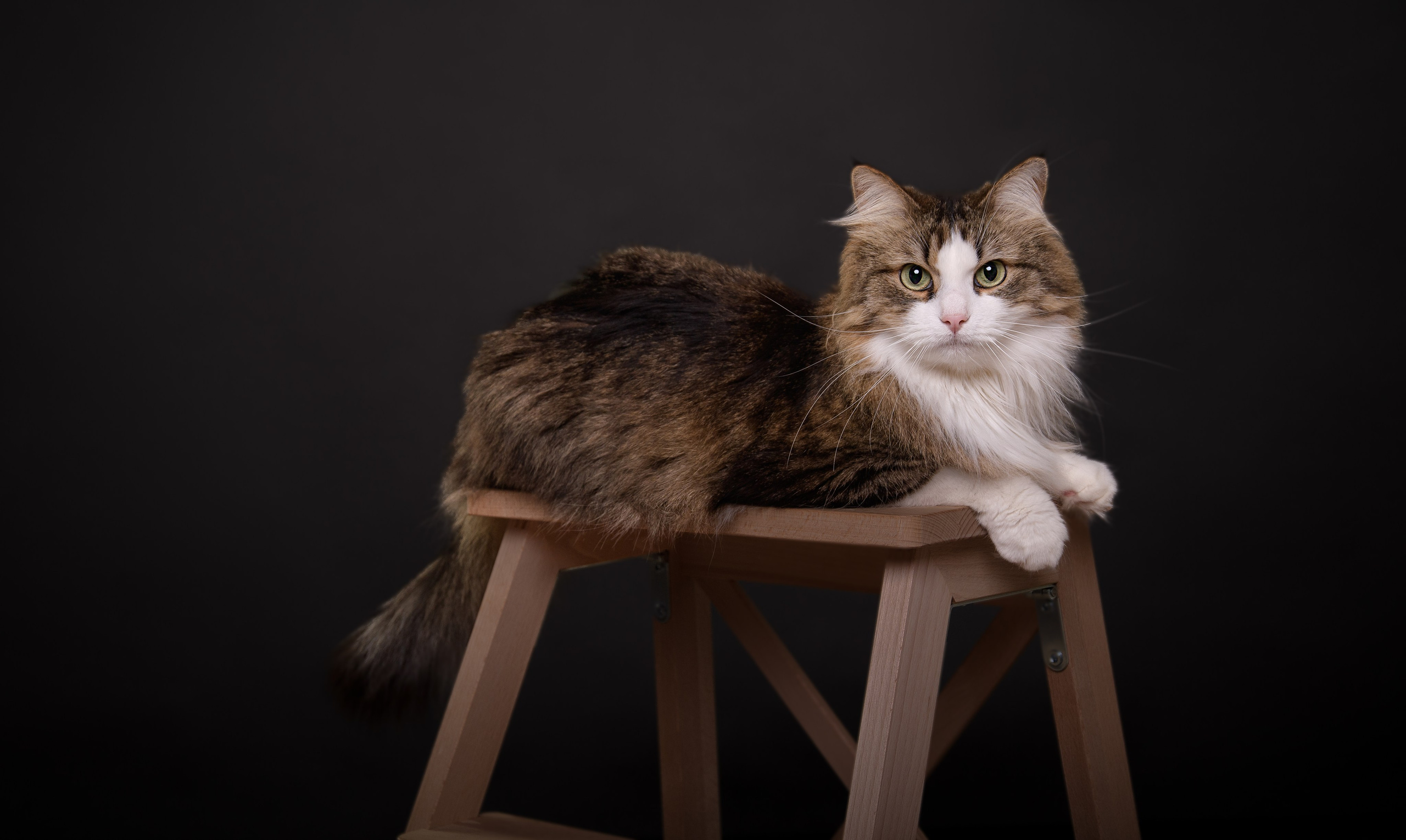 PETS. Fotograf de portret si boudoir in cluj napoca