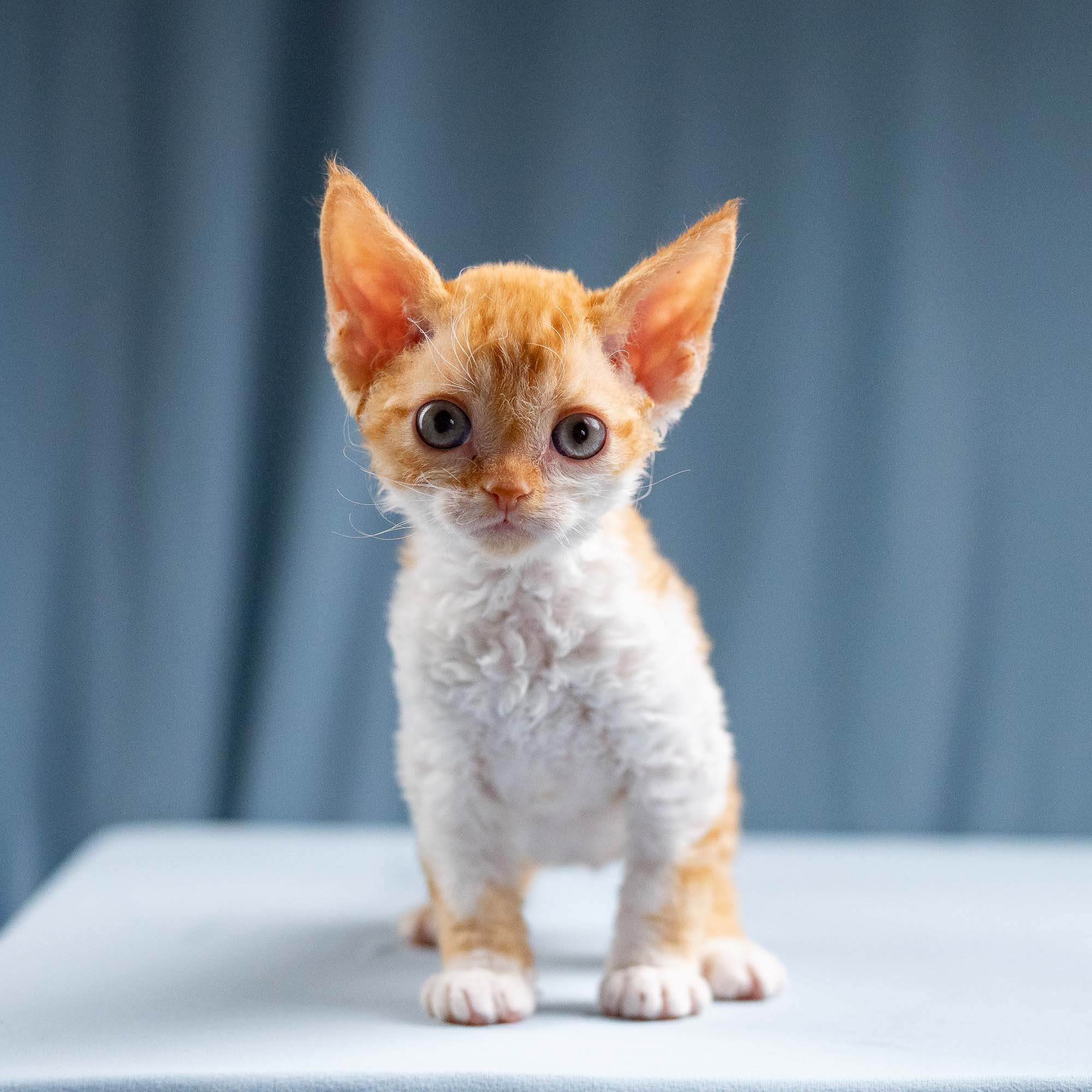 Jessie, girl, born 06.25.2025. Devon Rex Pixie Cattery