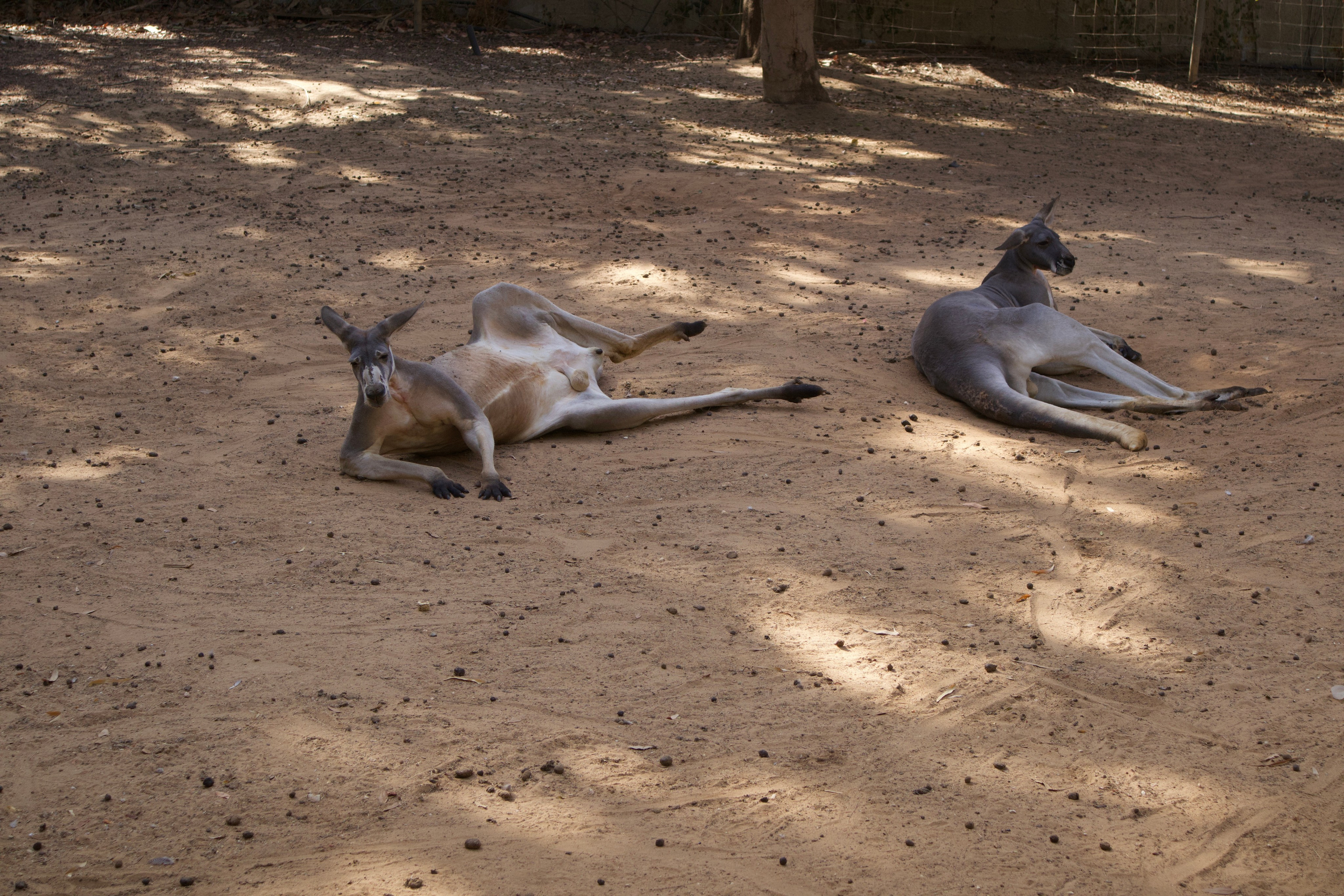 At a zoo - safari in Ramat Gan