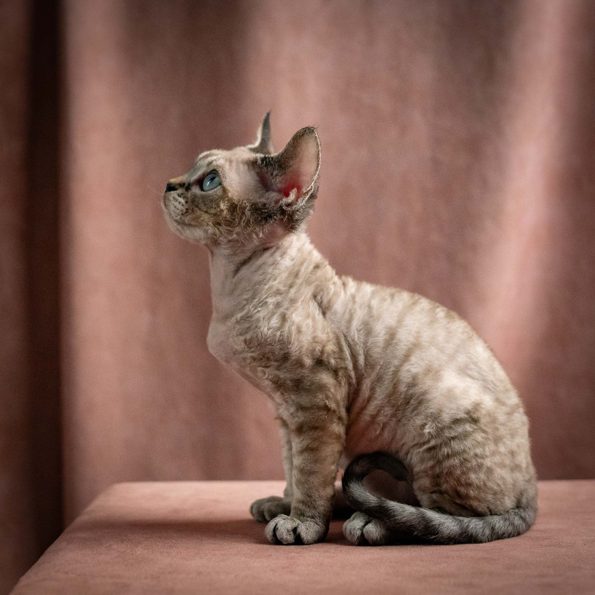Quincy, boy, born 02.14.26. Devon Rex Pixie Cattery