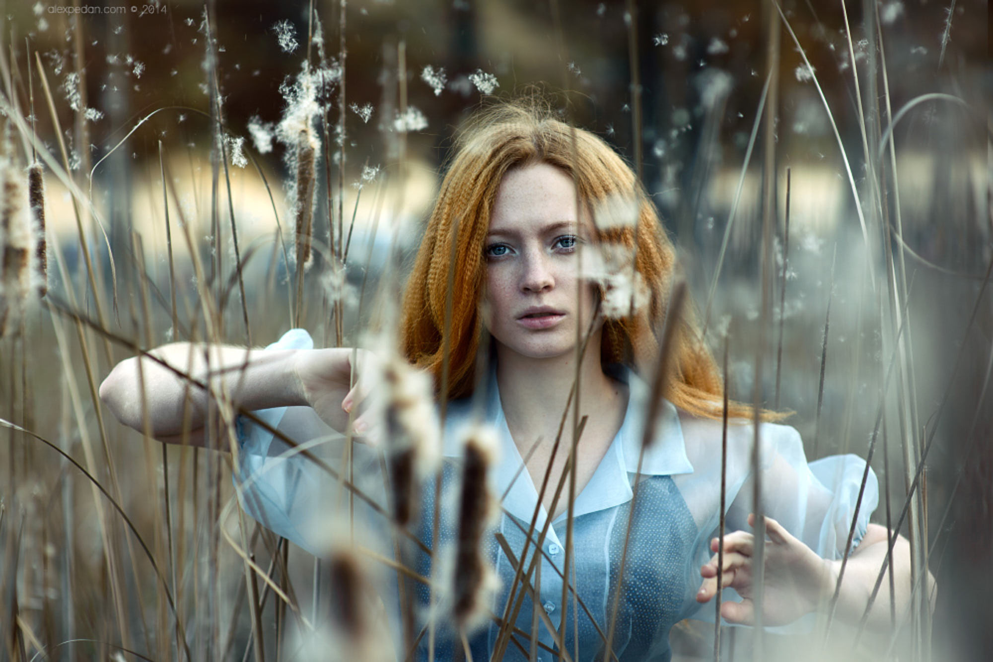 Beauty portrait of red haired girl in blue dress going through reeds bushes.