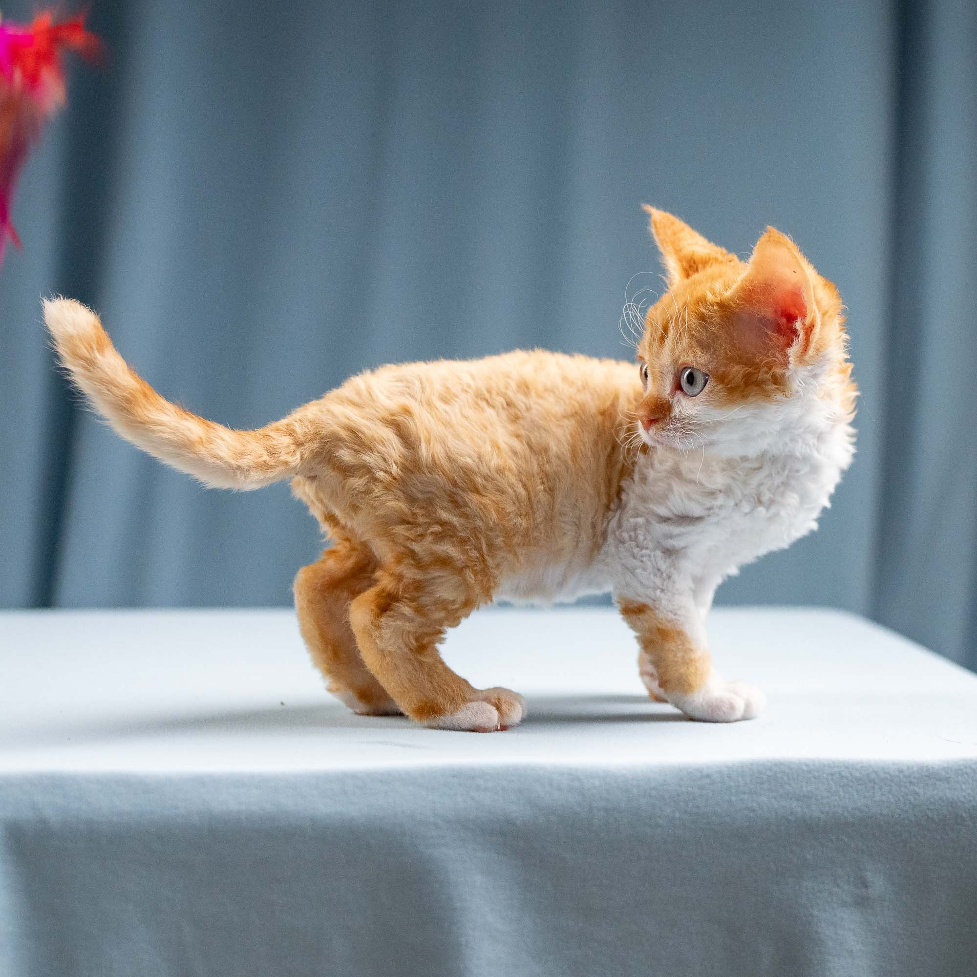 Jessie, girl, born 06.25.2025. Devon Rex Pixie Cattery