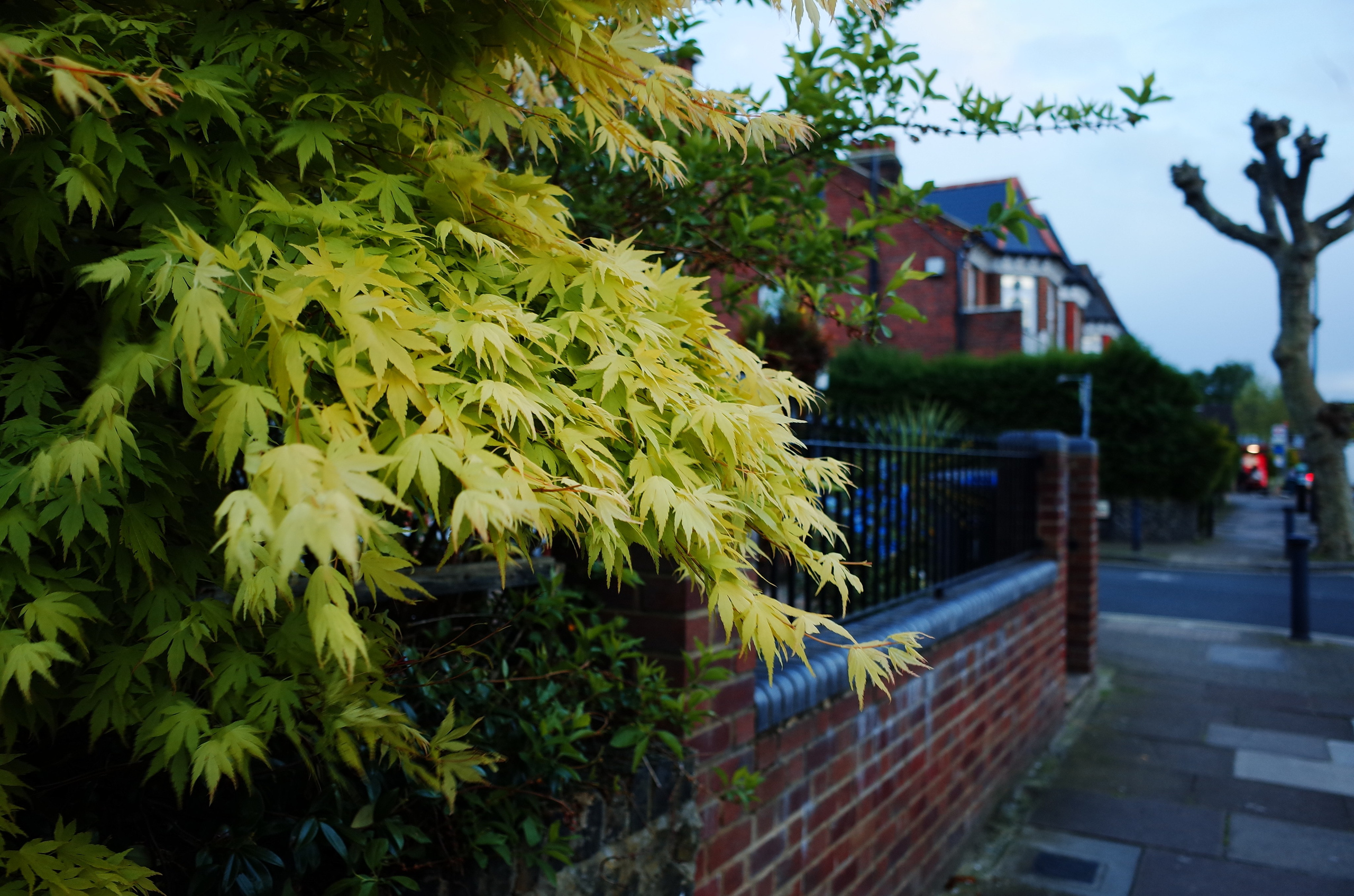 A flaming bush. Victoria Dini. Art photography in London / Folkestone, UK