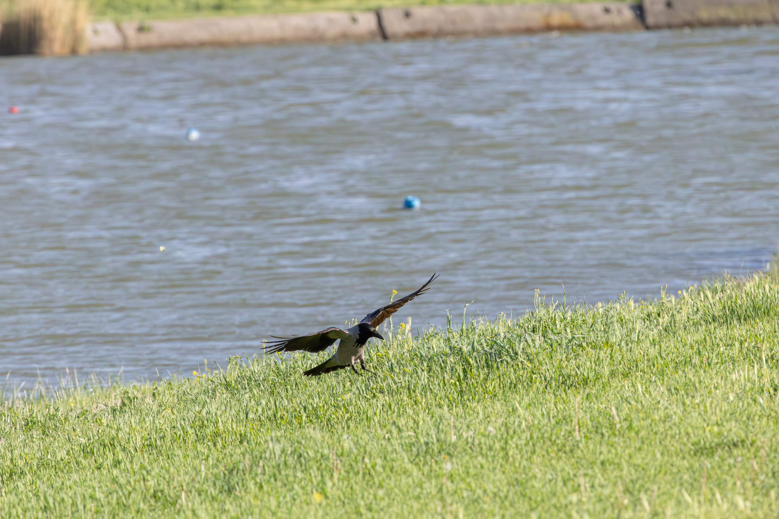 გასეირნება რუსთავის პარკში. FramefreeMan