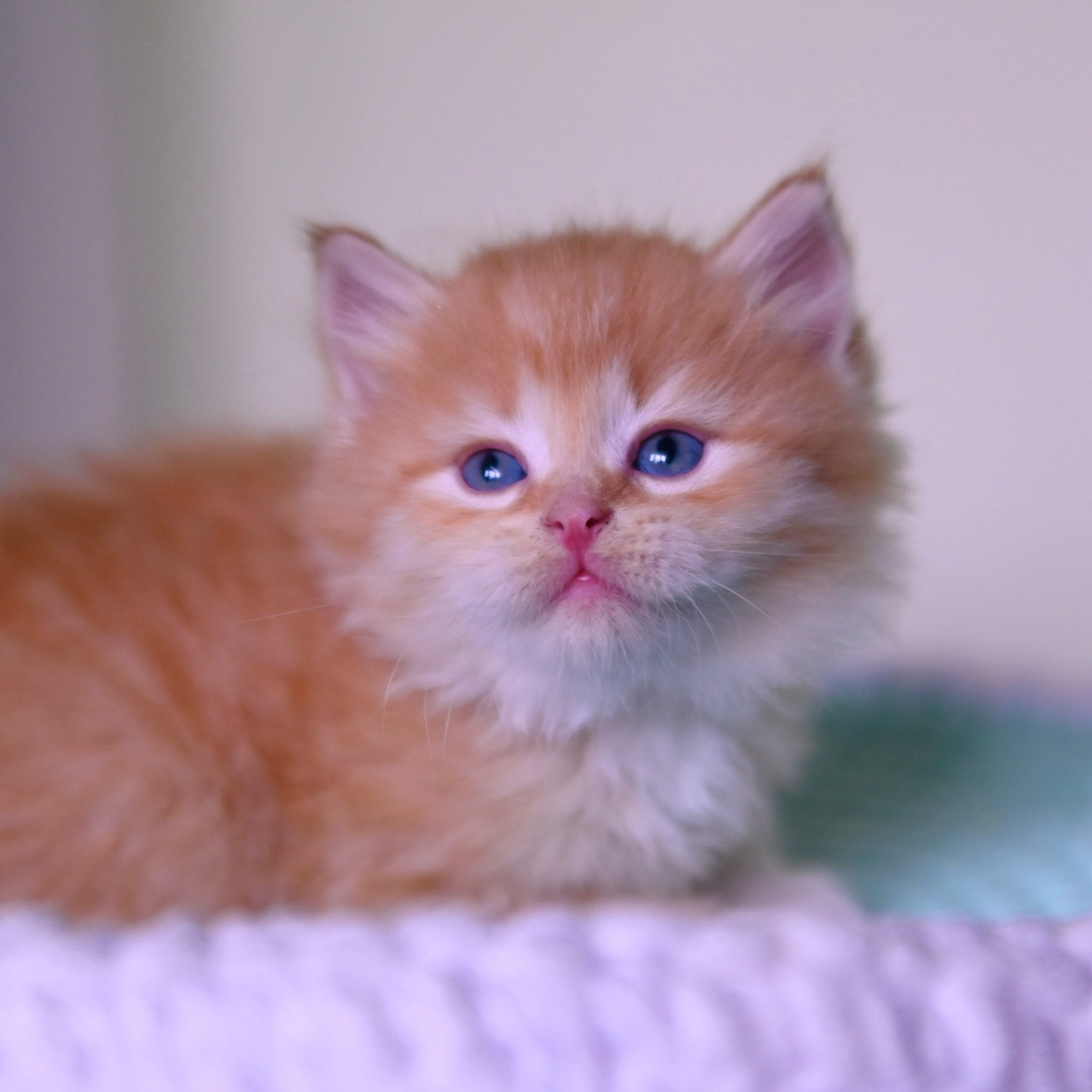 Red Siberian kitten looking up in white basket