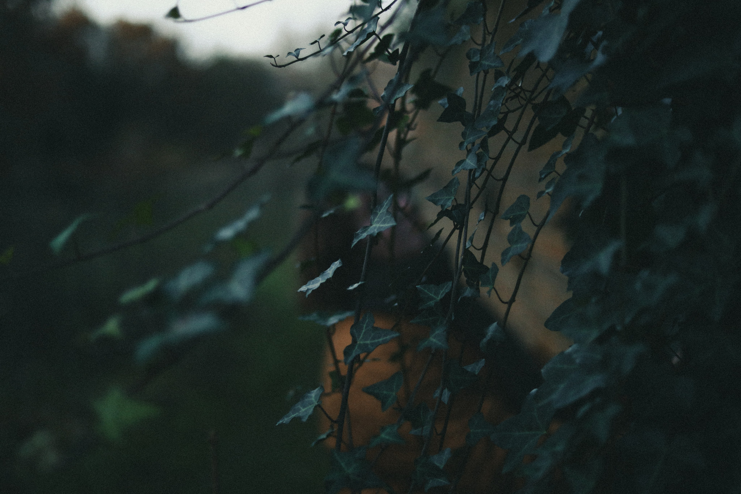 Zoe Hampstead Heath. Victoria Dini. Art photography in London / Folkestone, UK