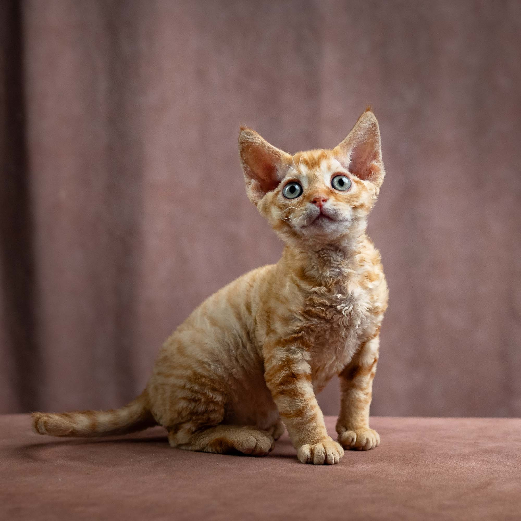 Jackie, boy, born 06.25.2025. Devon Rex Pixie Cattery