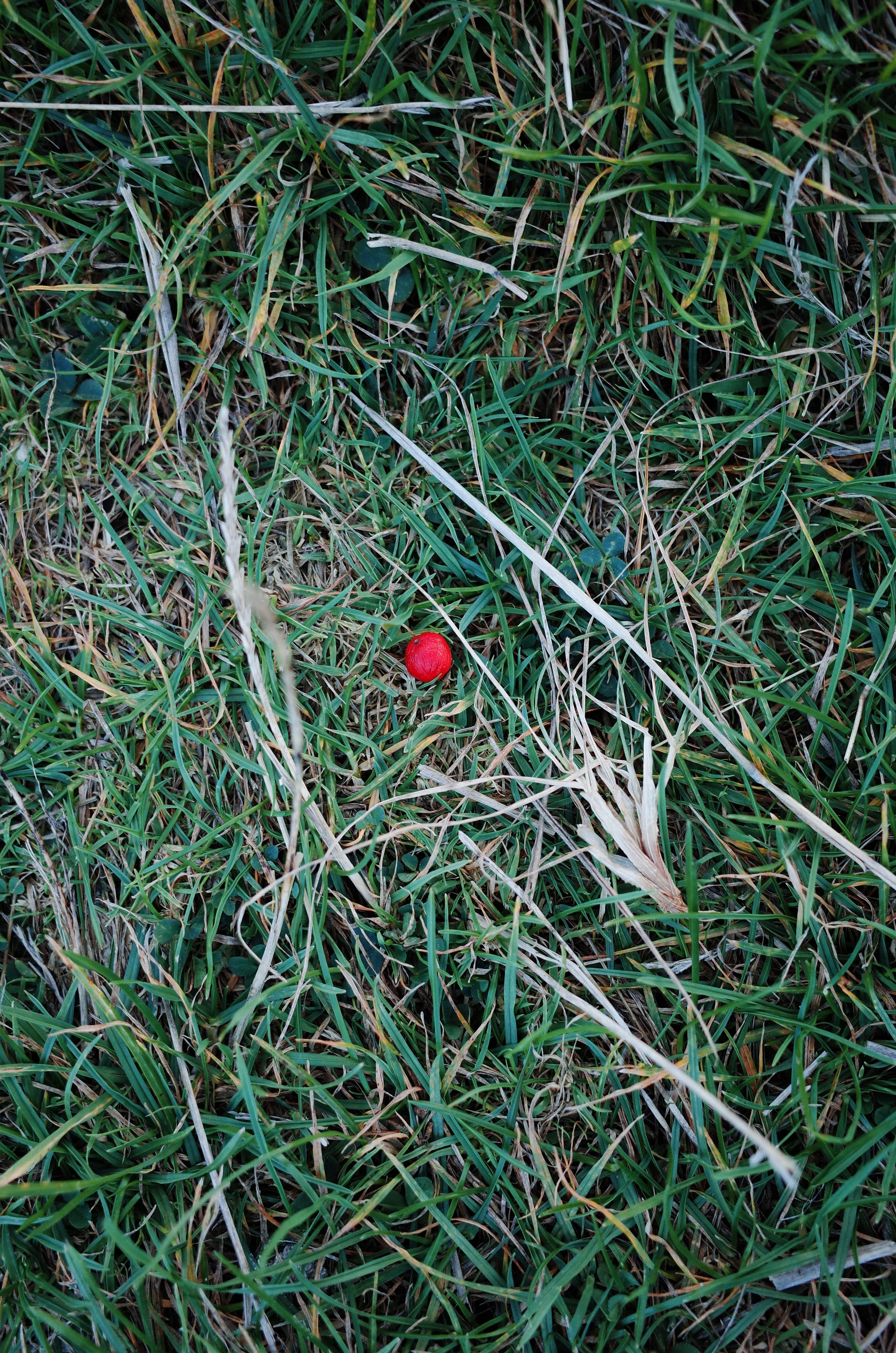 AutoHerbarium. Victoria Dini. Art photography in London / Folkestone, UK