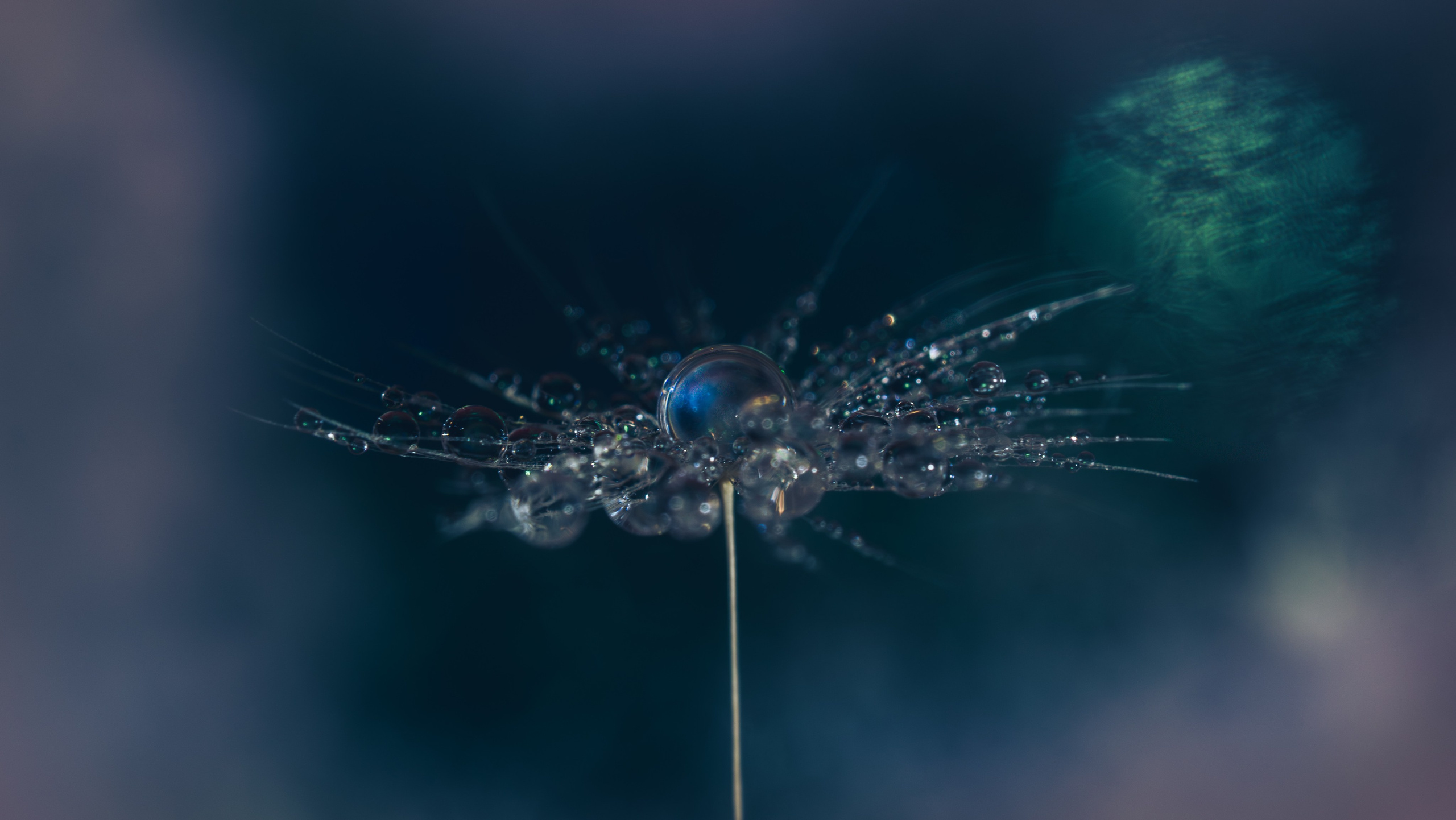 Creative Macro Photographer & Content Creator in Birmingham, UK — Lee Hall