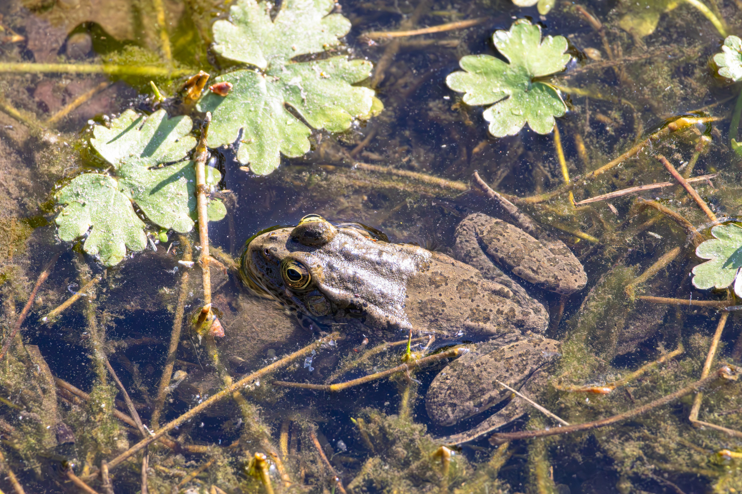 გასეირნება რუსთავის პარკში. FramefreeMan