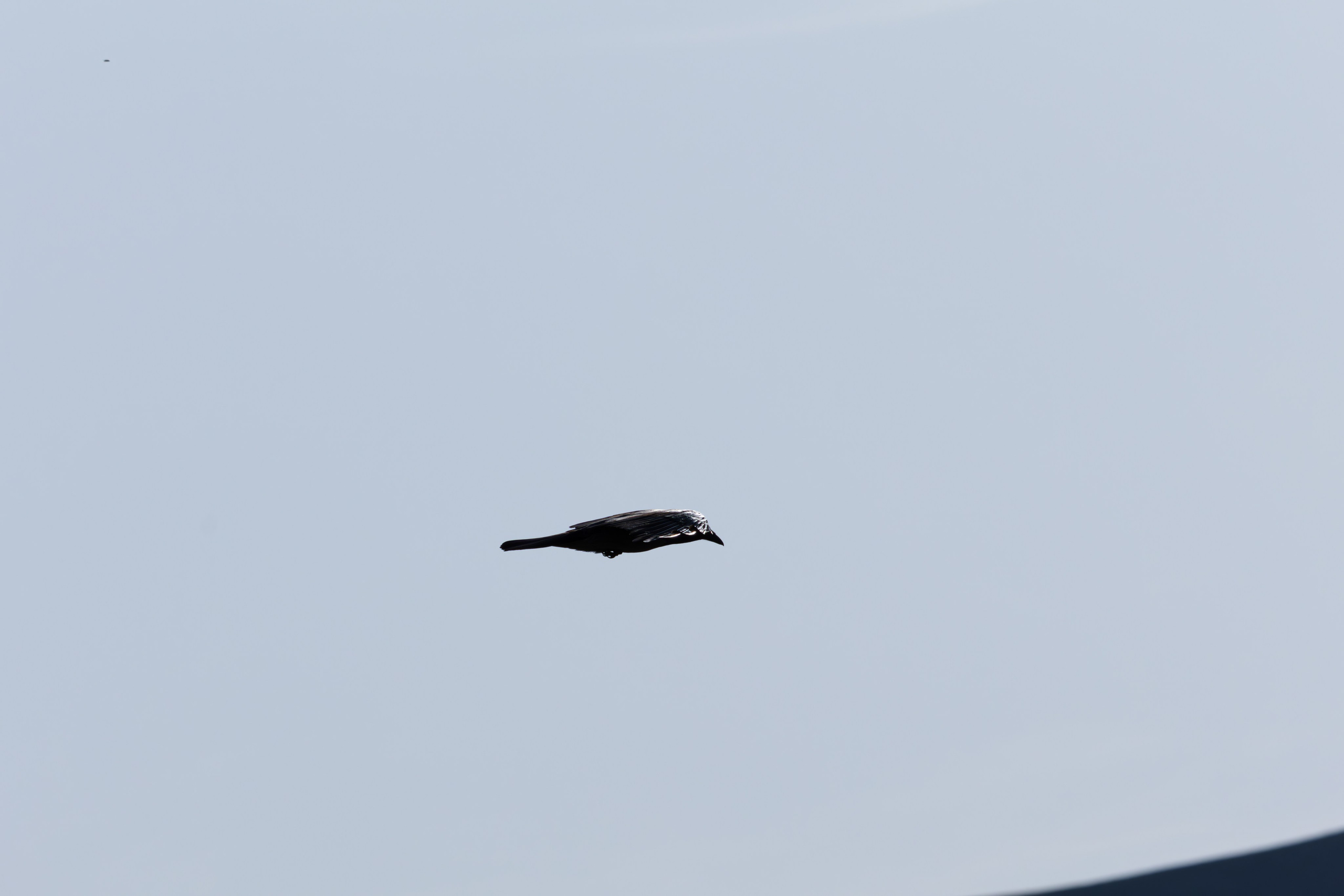 გასეირნება რუსთავის პარკში. FramefreeMan