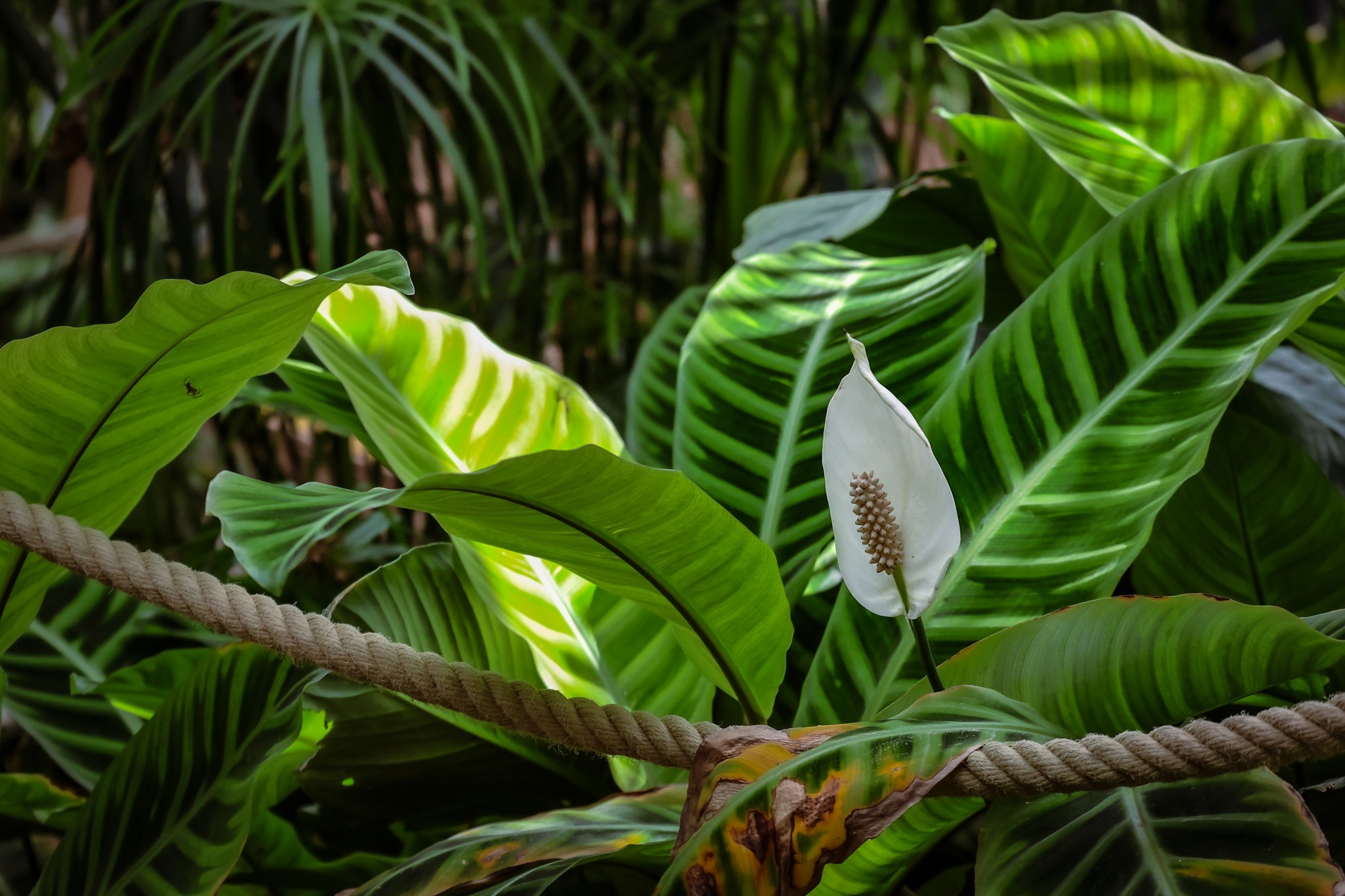 Kagran School Gardens