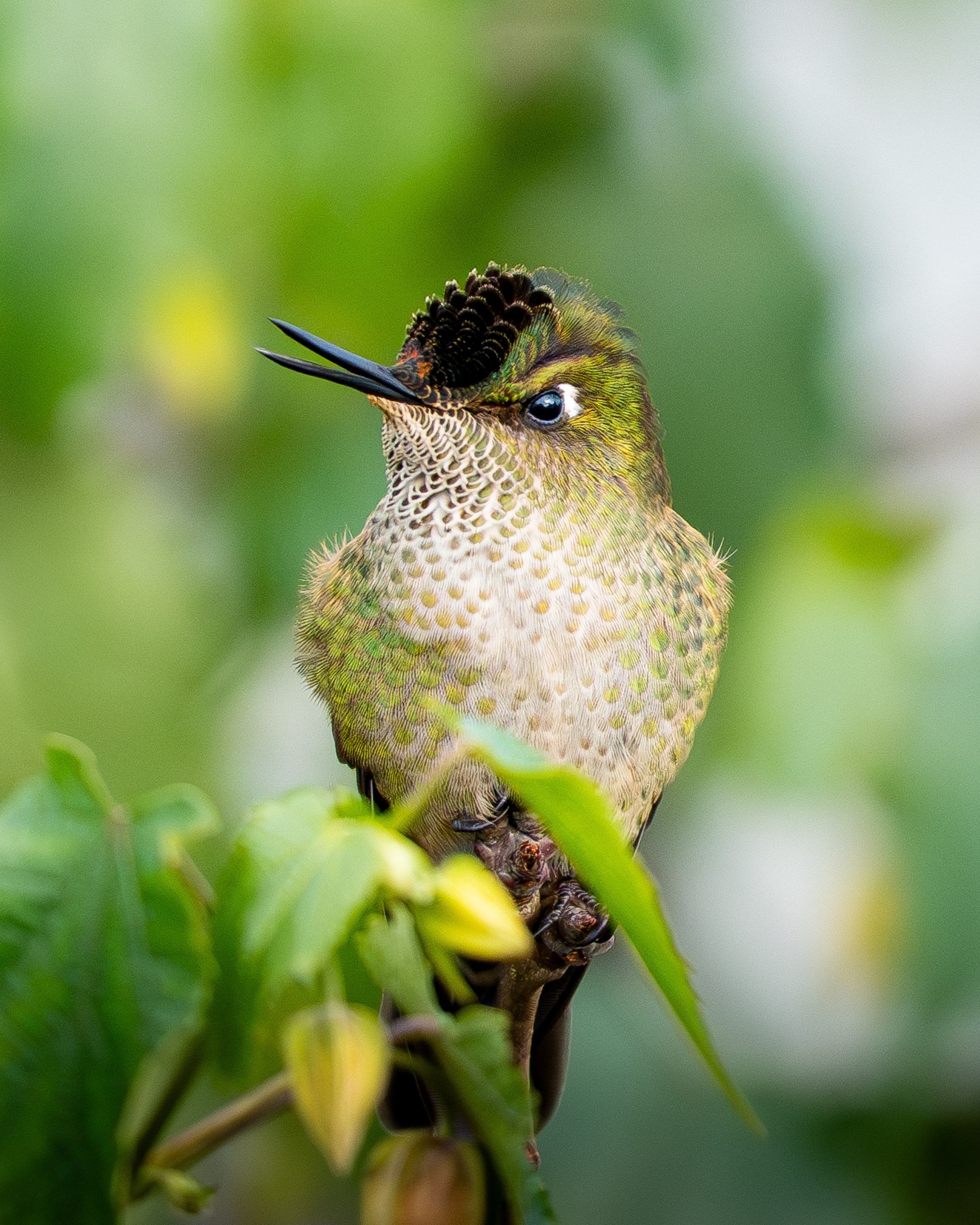 Naturaleza. DIEGO LUNA - FOTÓGRAFO DE VIAJES Y NATURALEZA EN CHILE