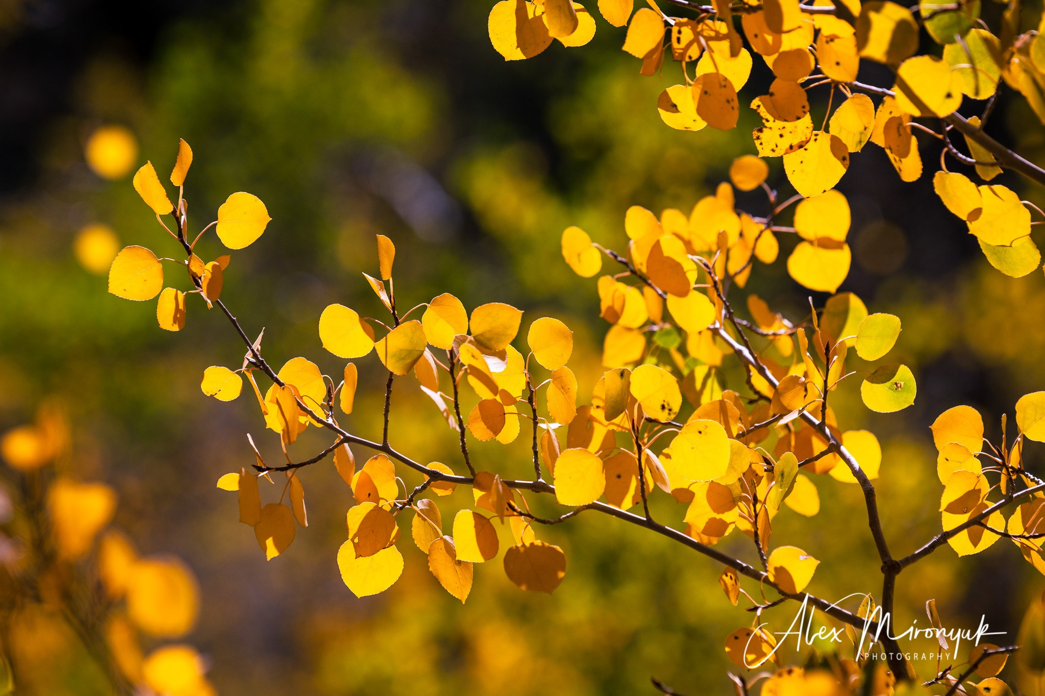 Fall Colors Of Colorado. Pet, Senior, Landscape, portrait studio, photographer in Miami and Sou
