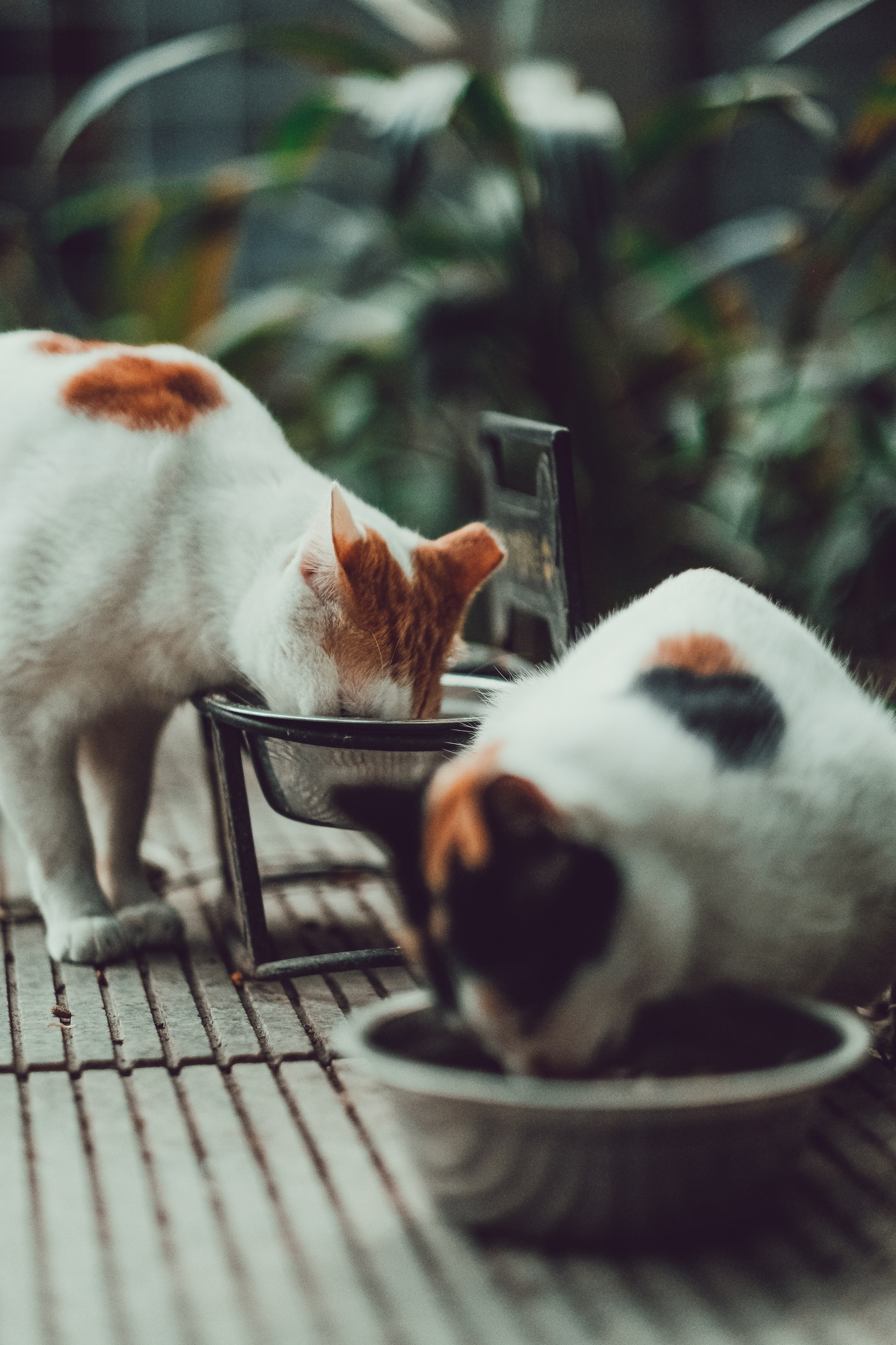 Guangzhou Stray Cat | 🇨🇳  Yukophotography 📸🐾 Travel Photography | Fujifilm Adventures | Stray Cats Chronicles | Stray Cat photography | Stray cat photos