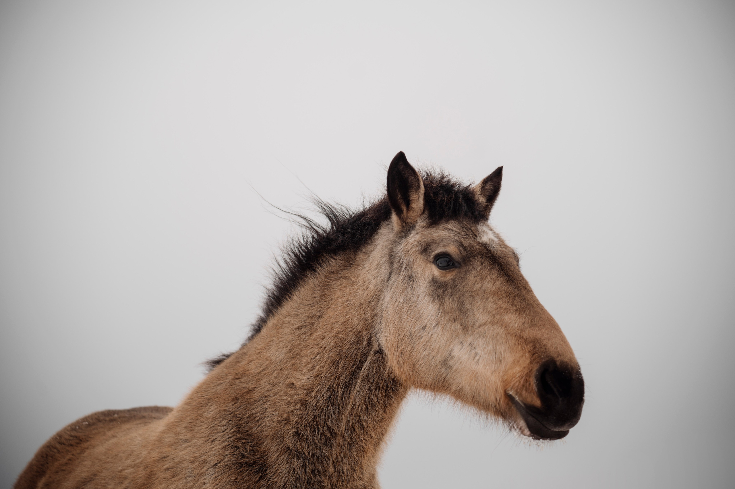Семья/пара. Фотограф Таллинн — свадьба |семья | lovestory