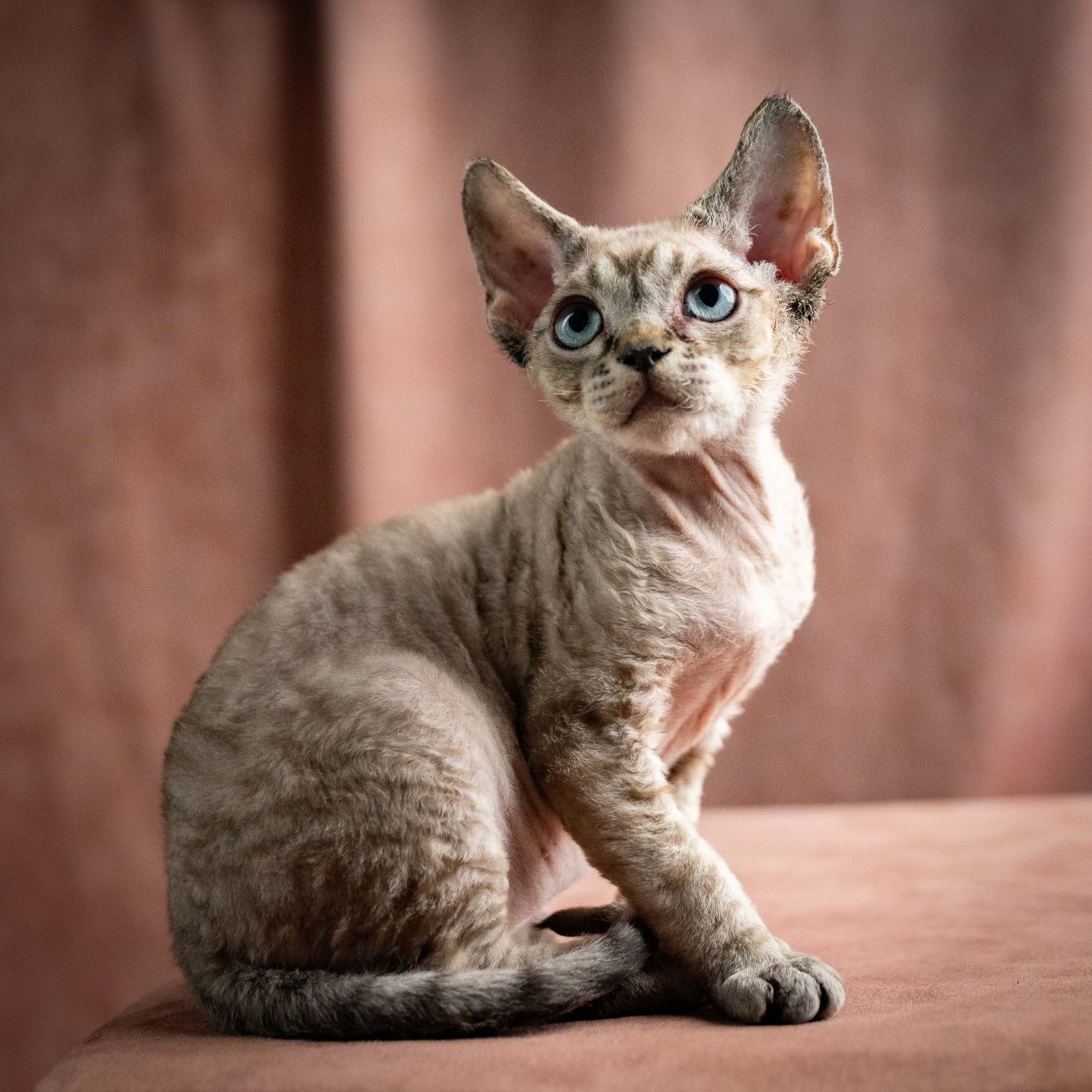 Quincy, boy, born 02.14.26. Devon Rex Pixie Cattery