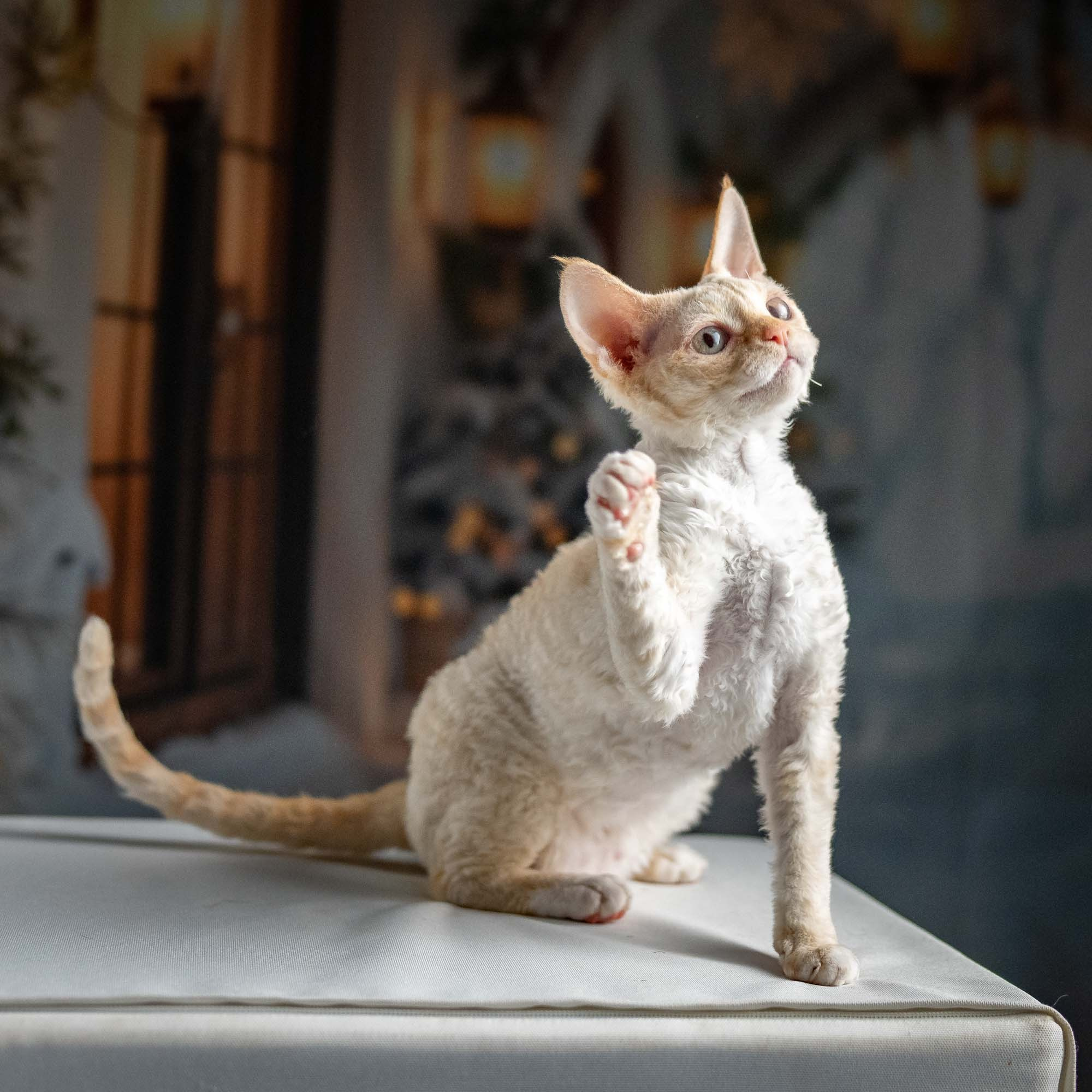 Jasmin, girl, born 06.25.2025. Devon Rex Pixie Cattery