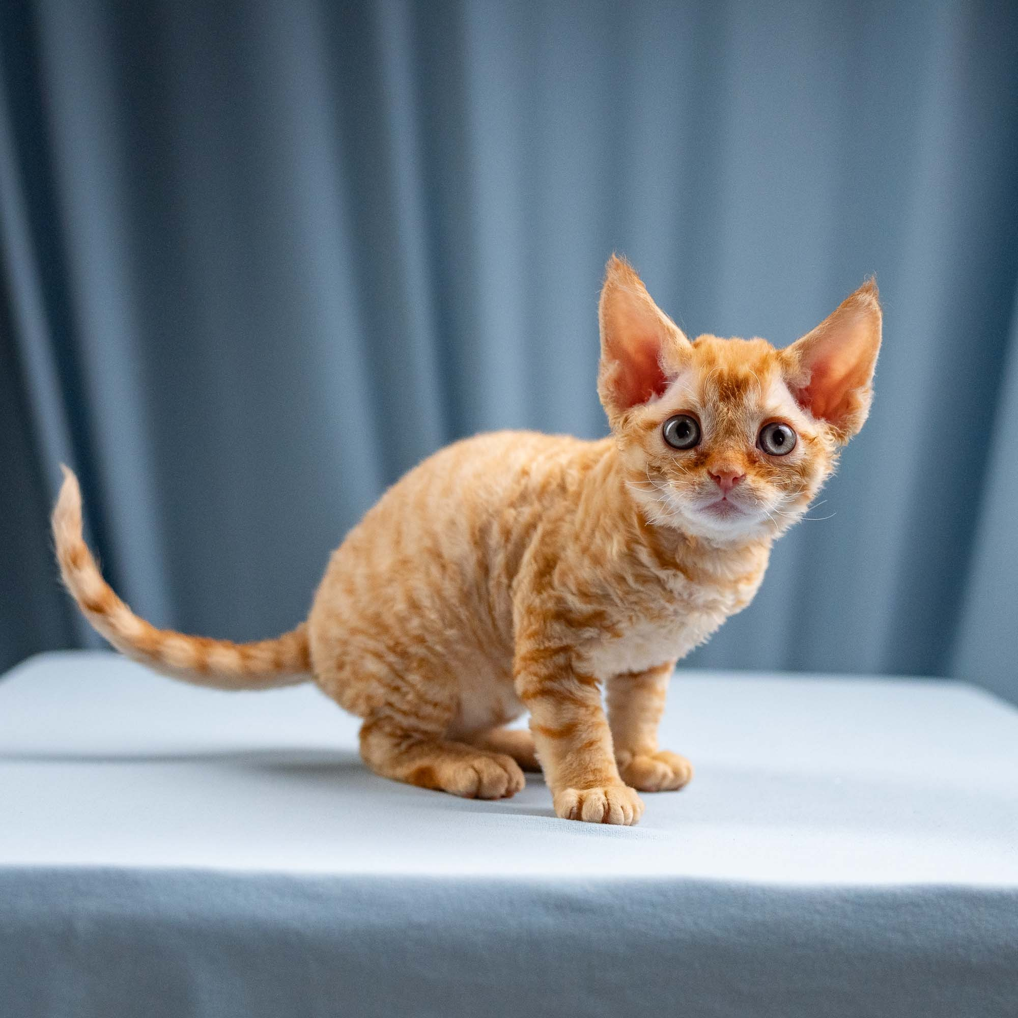 Jackie, boy, born 06.25.2025. Devon Rex Pixie Cattery