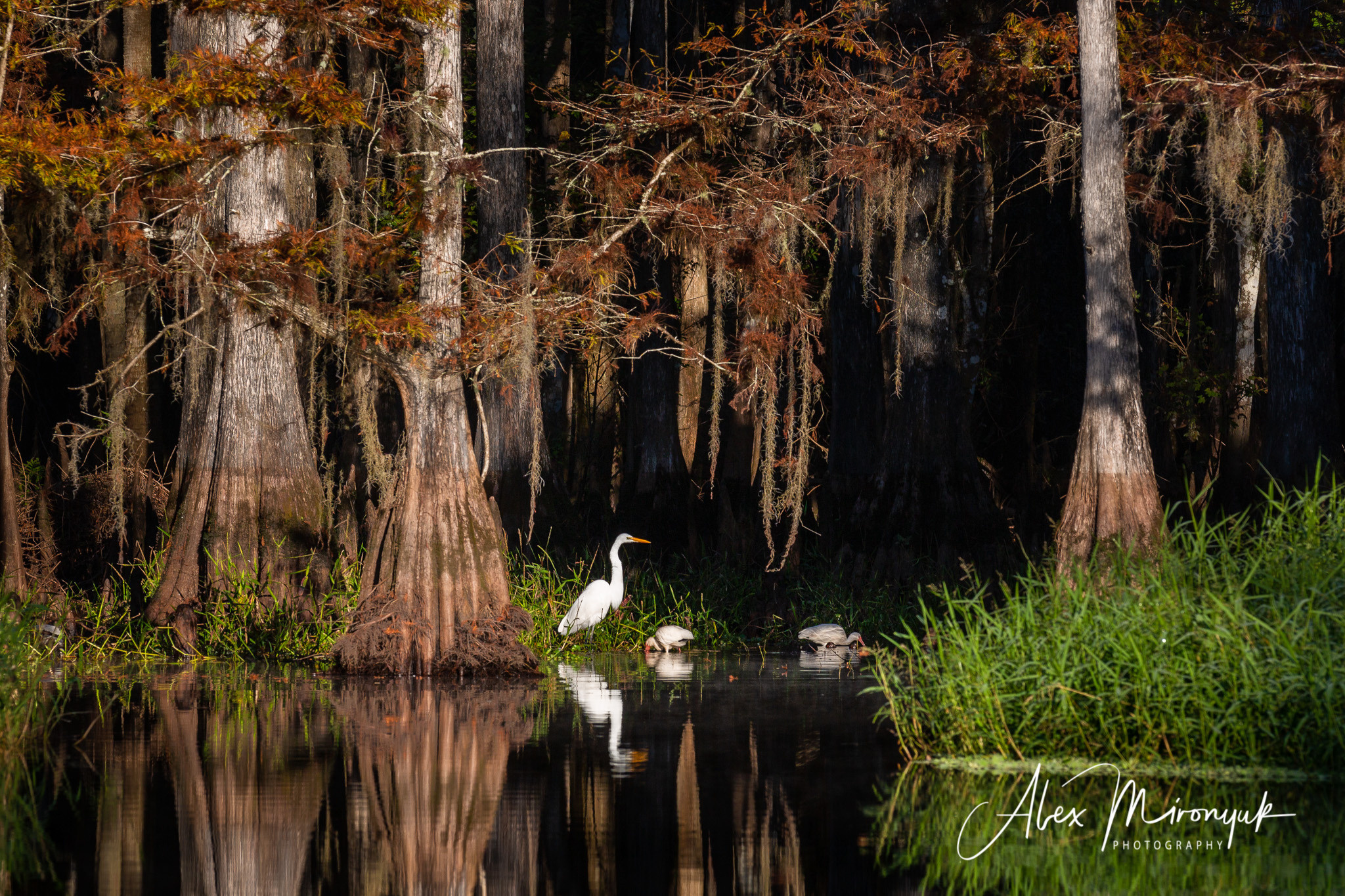 Alligators, Birds And Cypress. Alex Mironyuk Photography