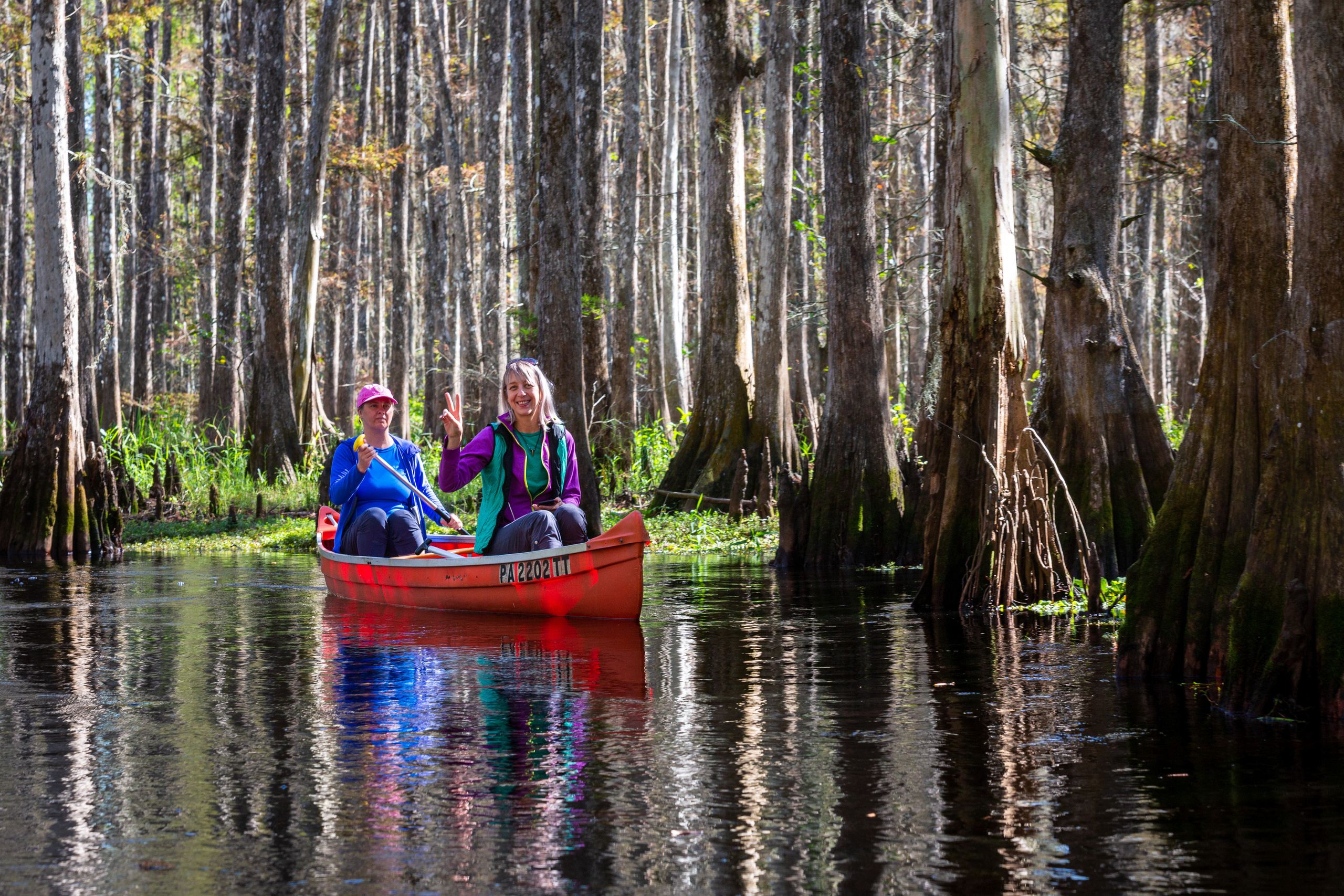 Alligators, Birds And Cypress. Alex Mironyuk Photography