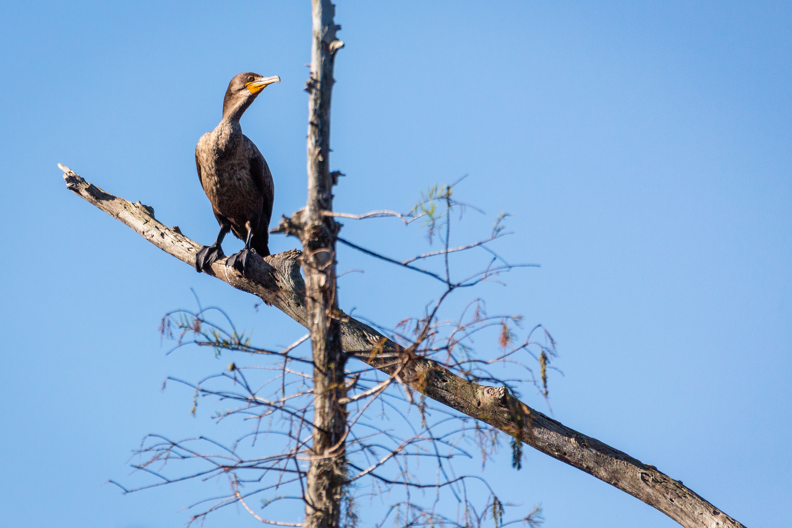 Alligators, Birds And Cypress. Alex Mironyuk Photography