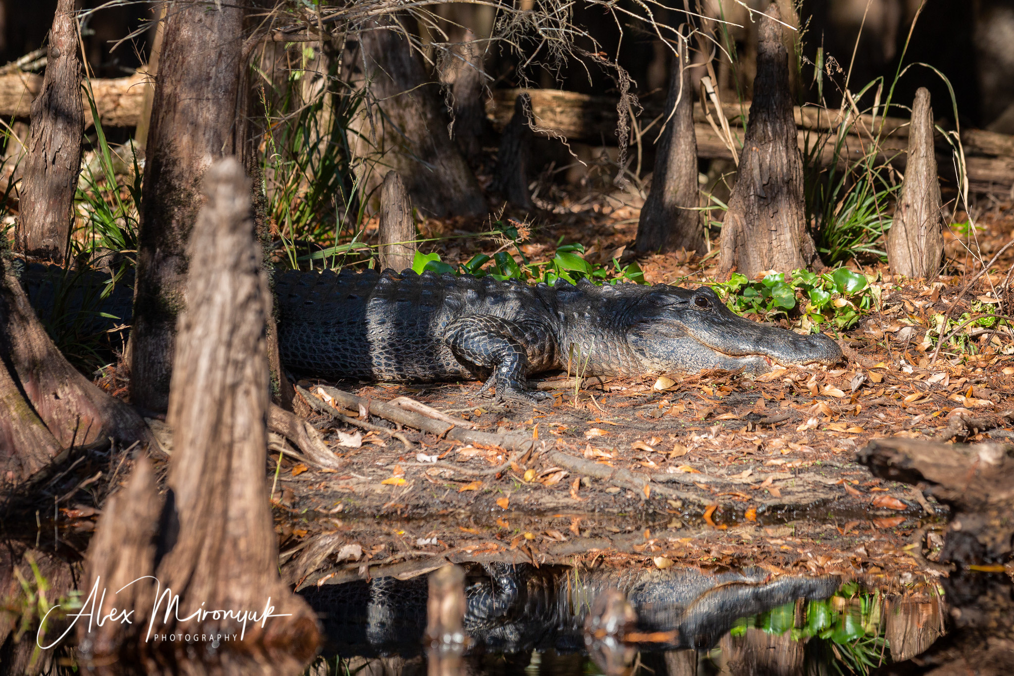 Alligators, Birds And Cypress. Alex Mironyuk Photography