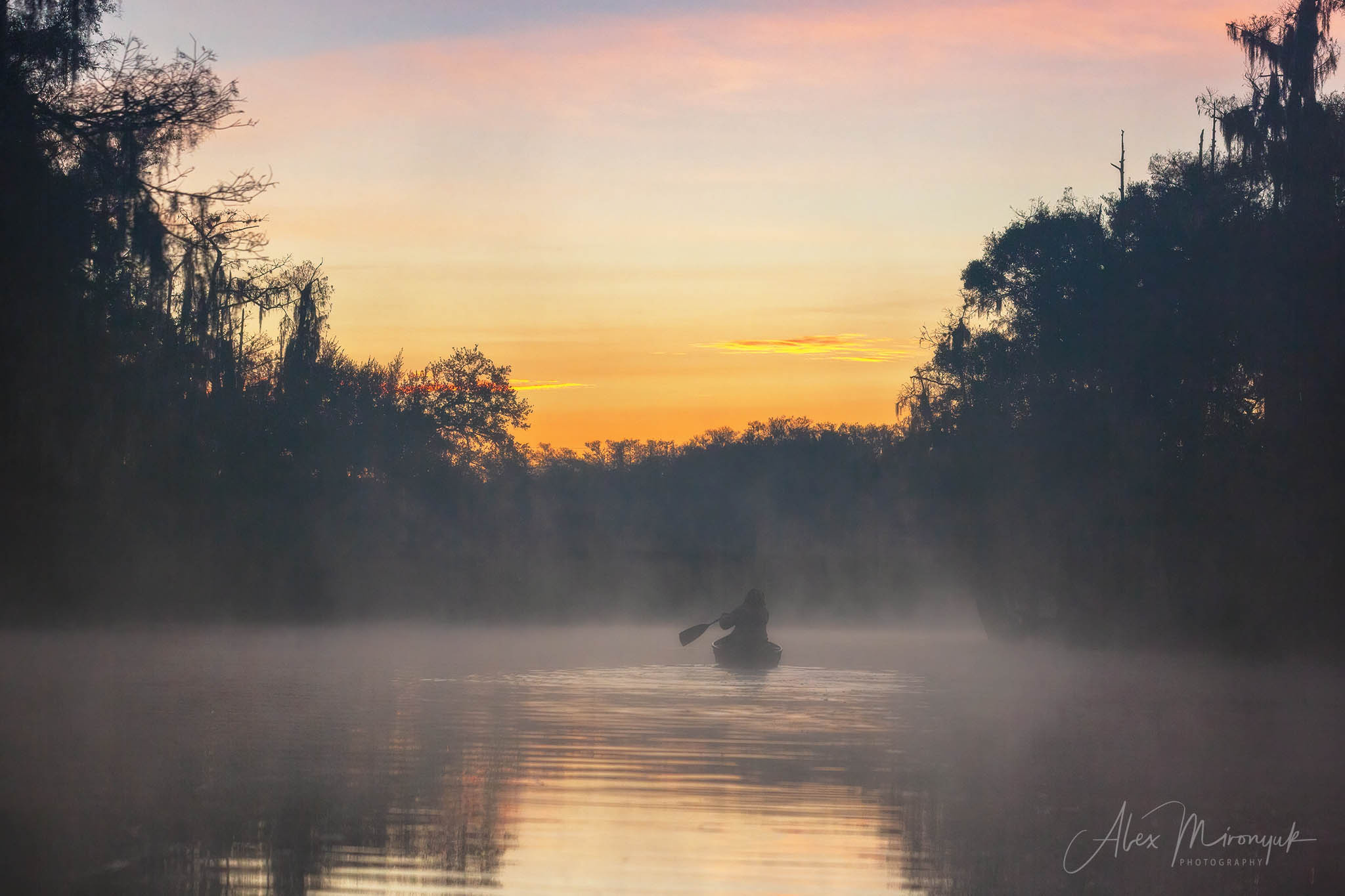 Alligators, Birds And Cypress. Alex Mironyuk Photography