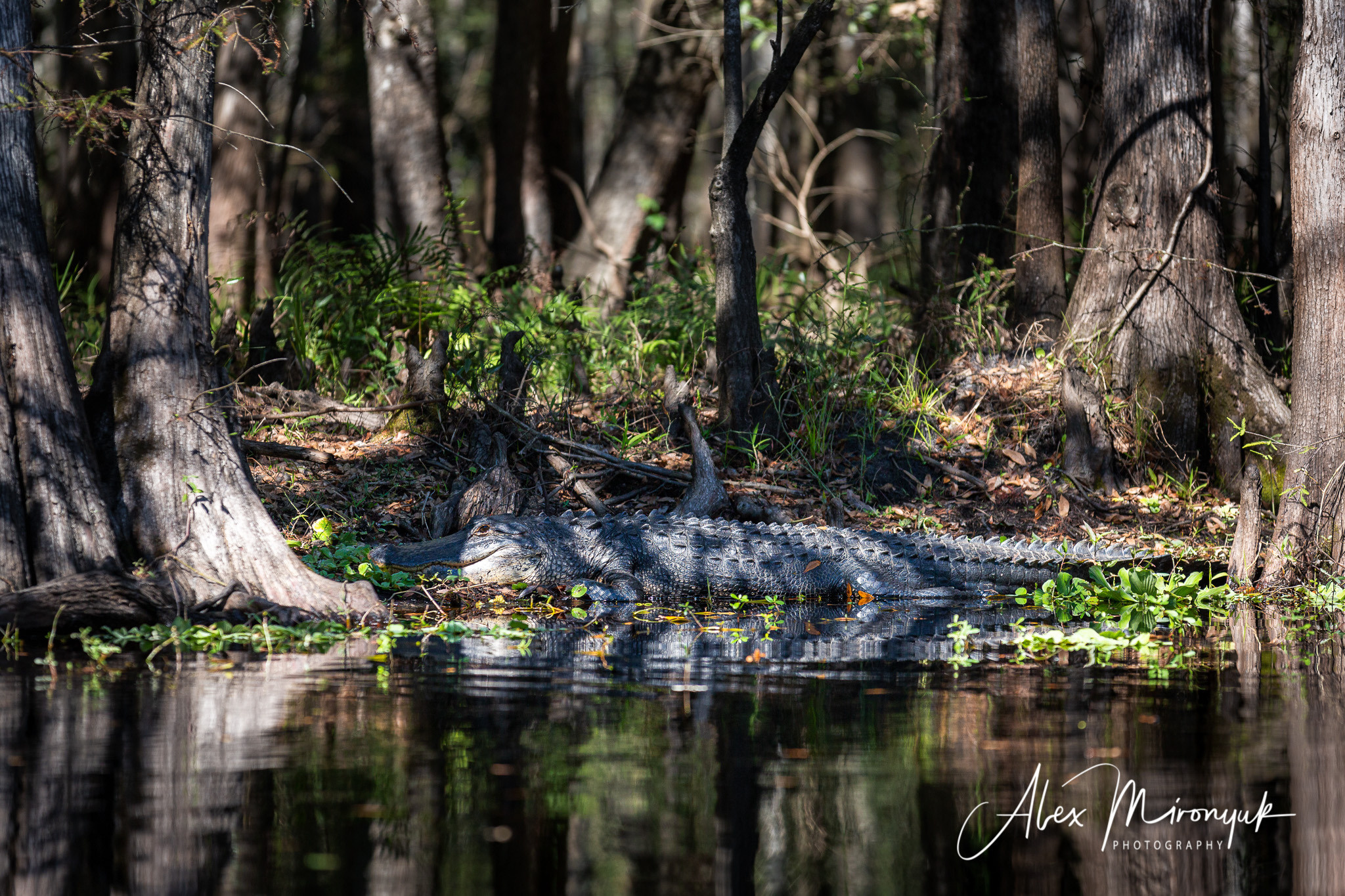Alligators, Birds And Cypress. Alex Mironyuk Photography
