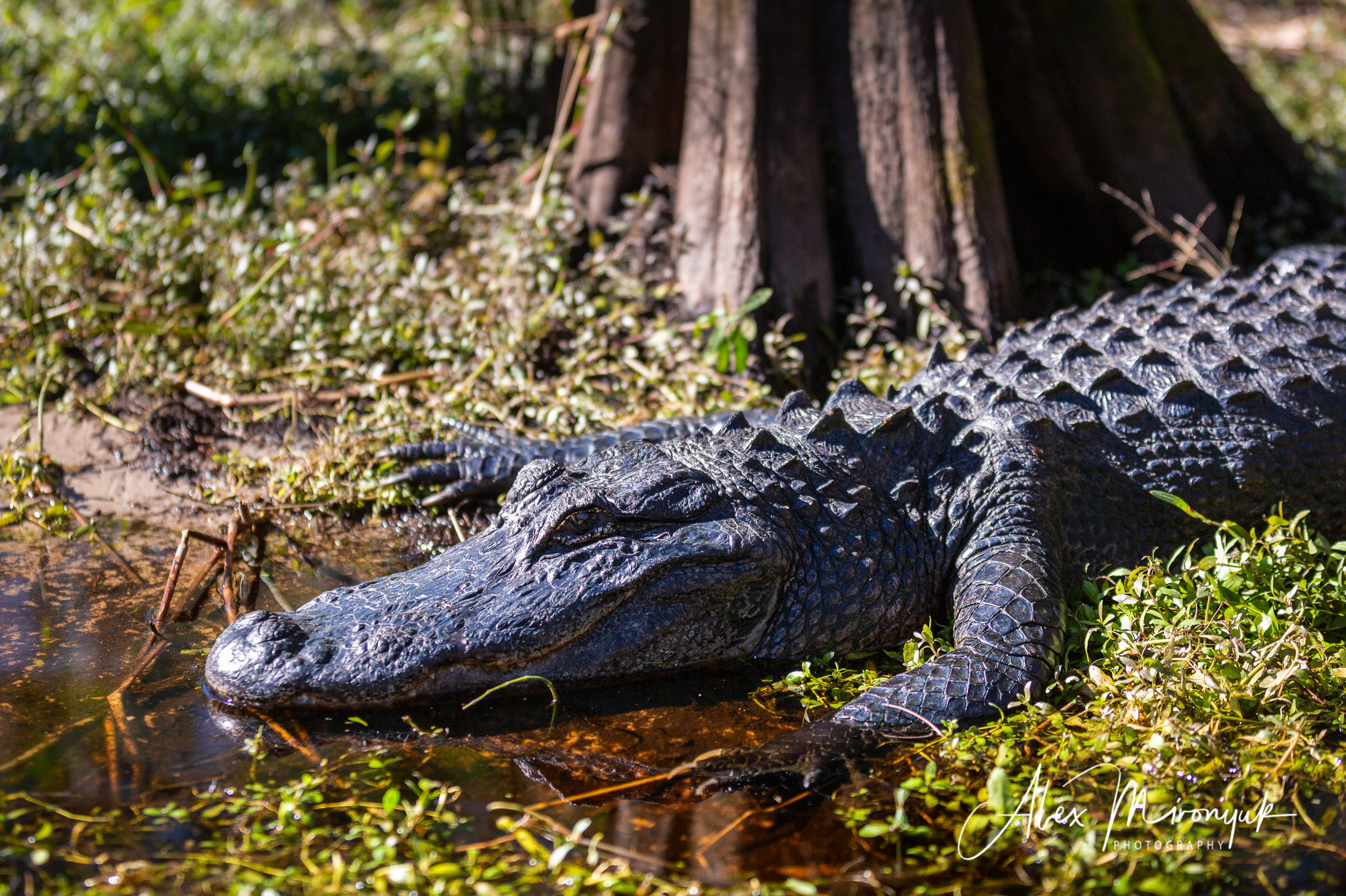 Alligators, Birds And Cypress. Alex Mironyuk Photography