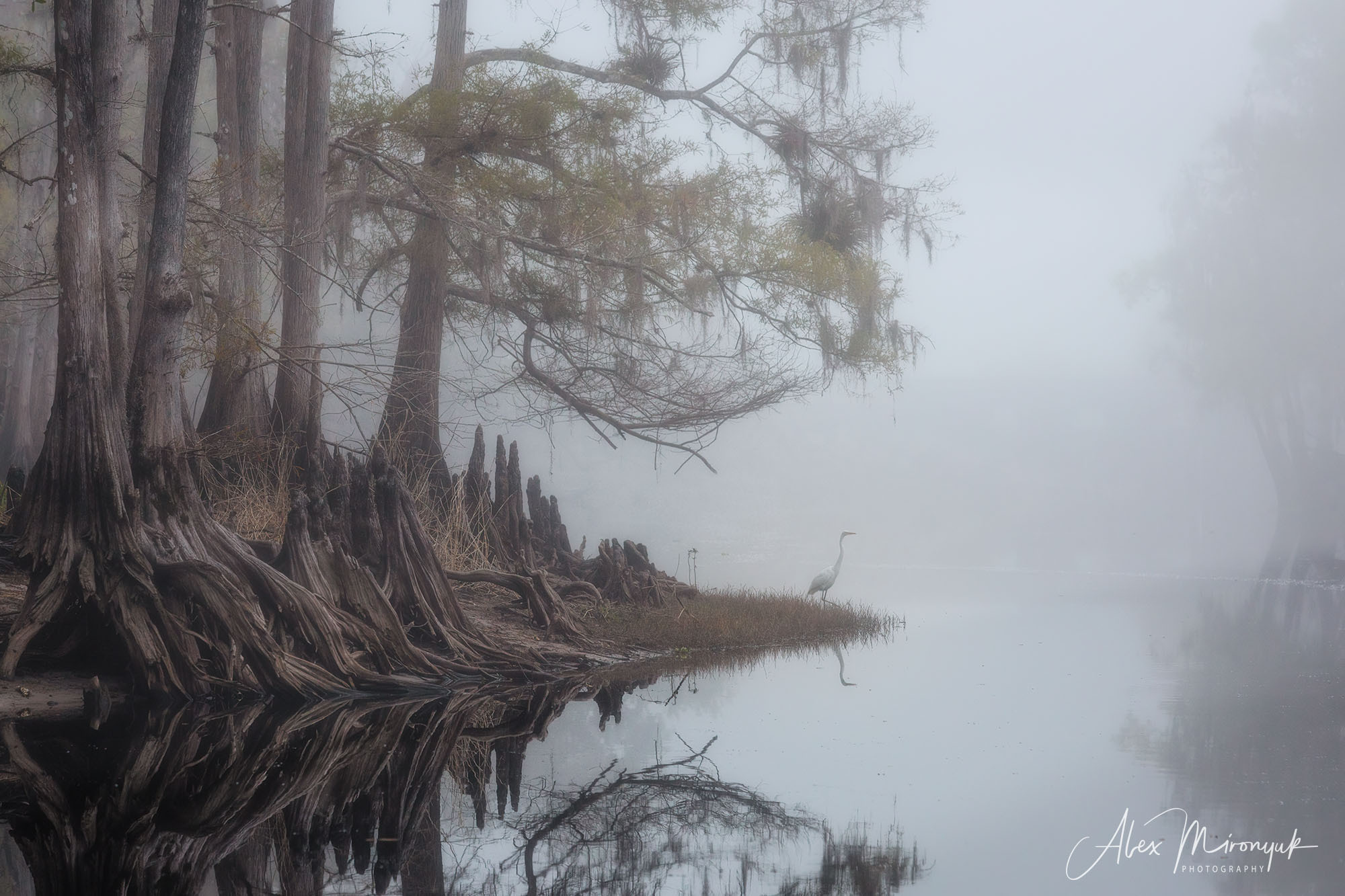 Alligators, Birds And Cypress. Alex Mironyuk Photography
