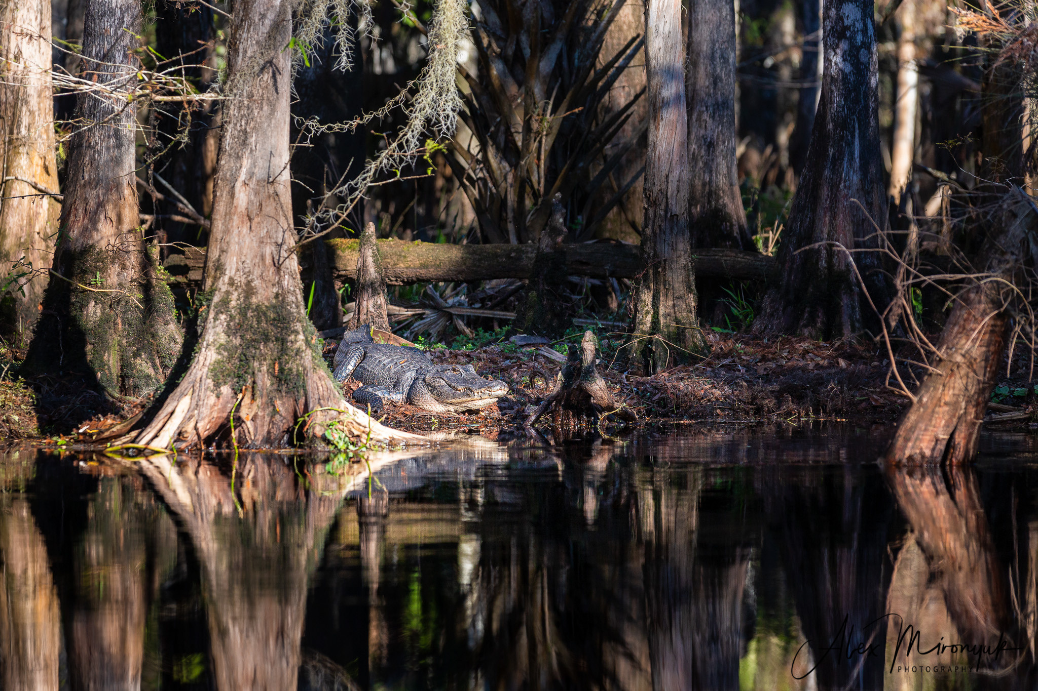Alligators, Birds And Cypress. Alex Mironyuk Photography