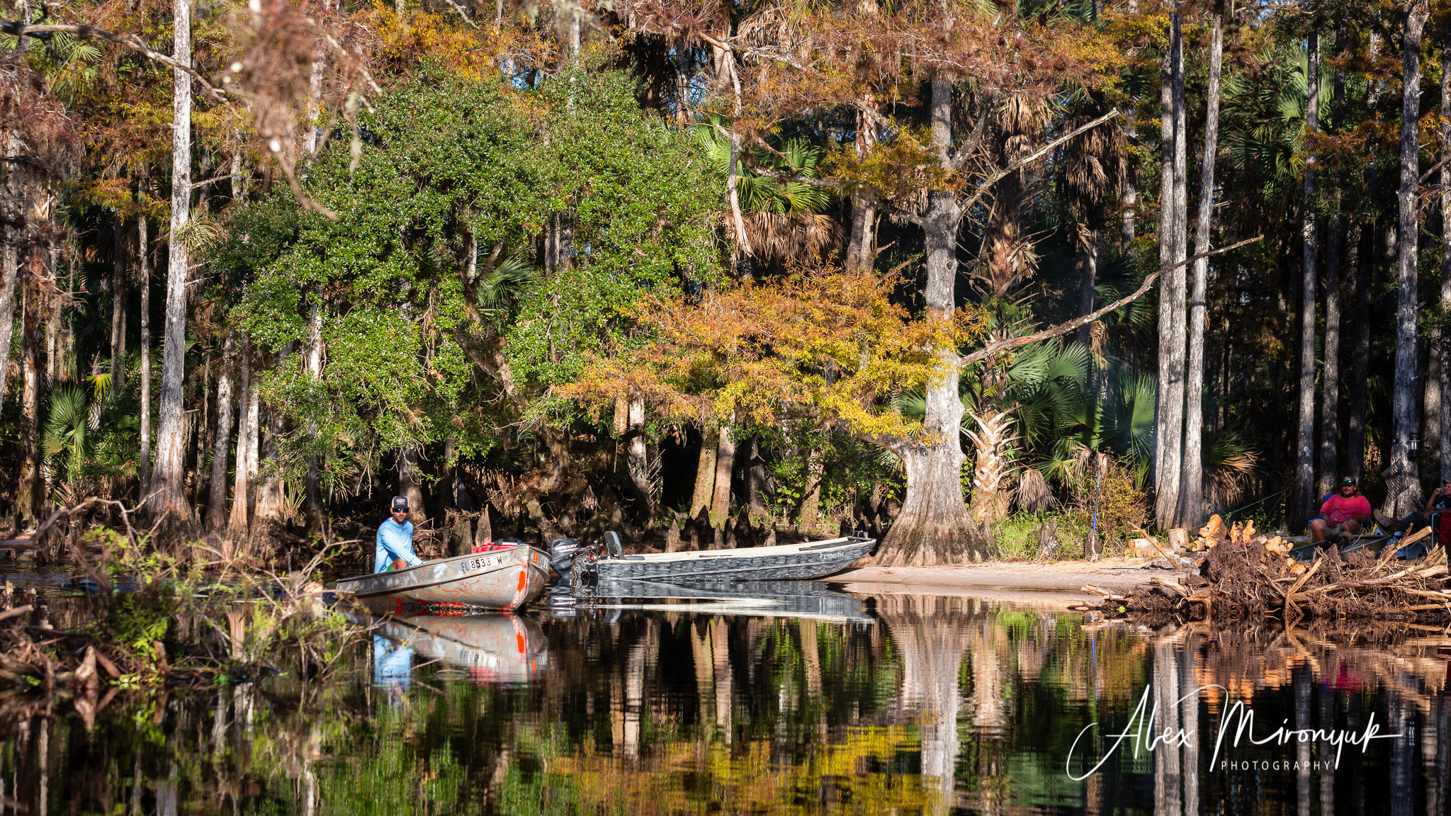 Alligators, Birds And Cypress. Alex Mironyuk Photography