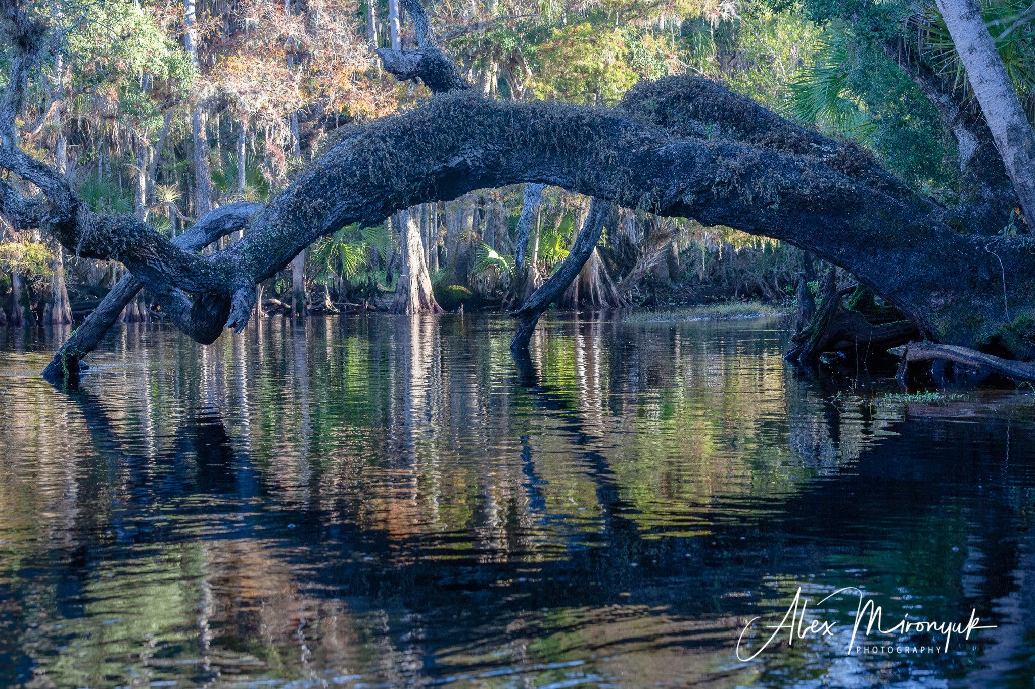 Alligators, Birds And Cypress. Alex Mironyuk Photography
