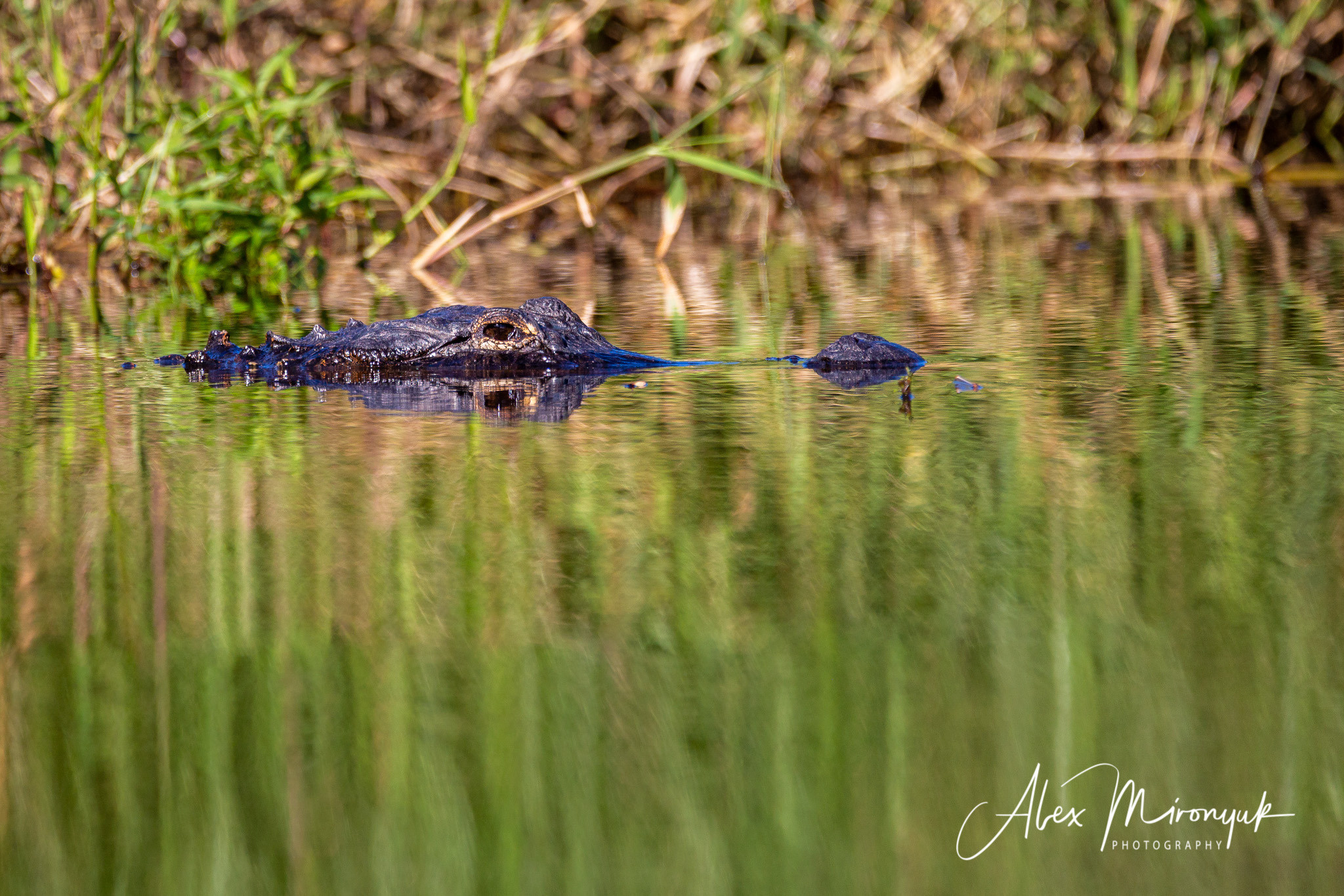 Alligators, Birds And Cypress. Alex Mironyuk Photography