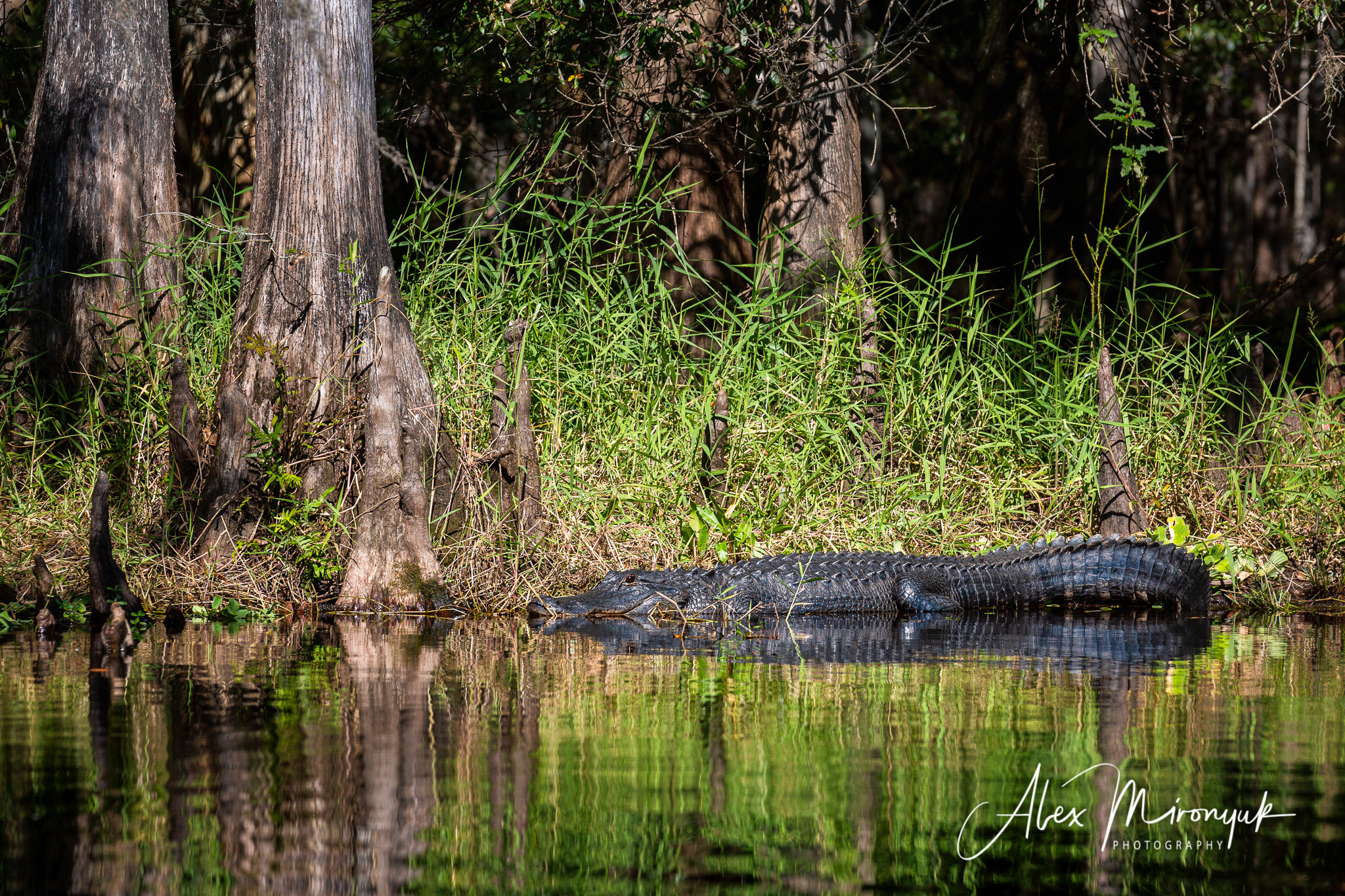 Alligators, Birds And Cypress. Alex Mironyuk Photography