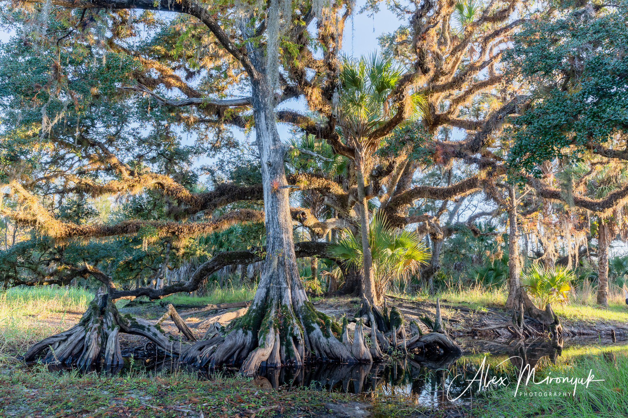Alligators, Birds And Cypress. Alex Mironyuk Photography