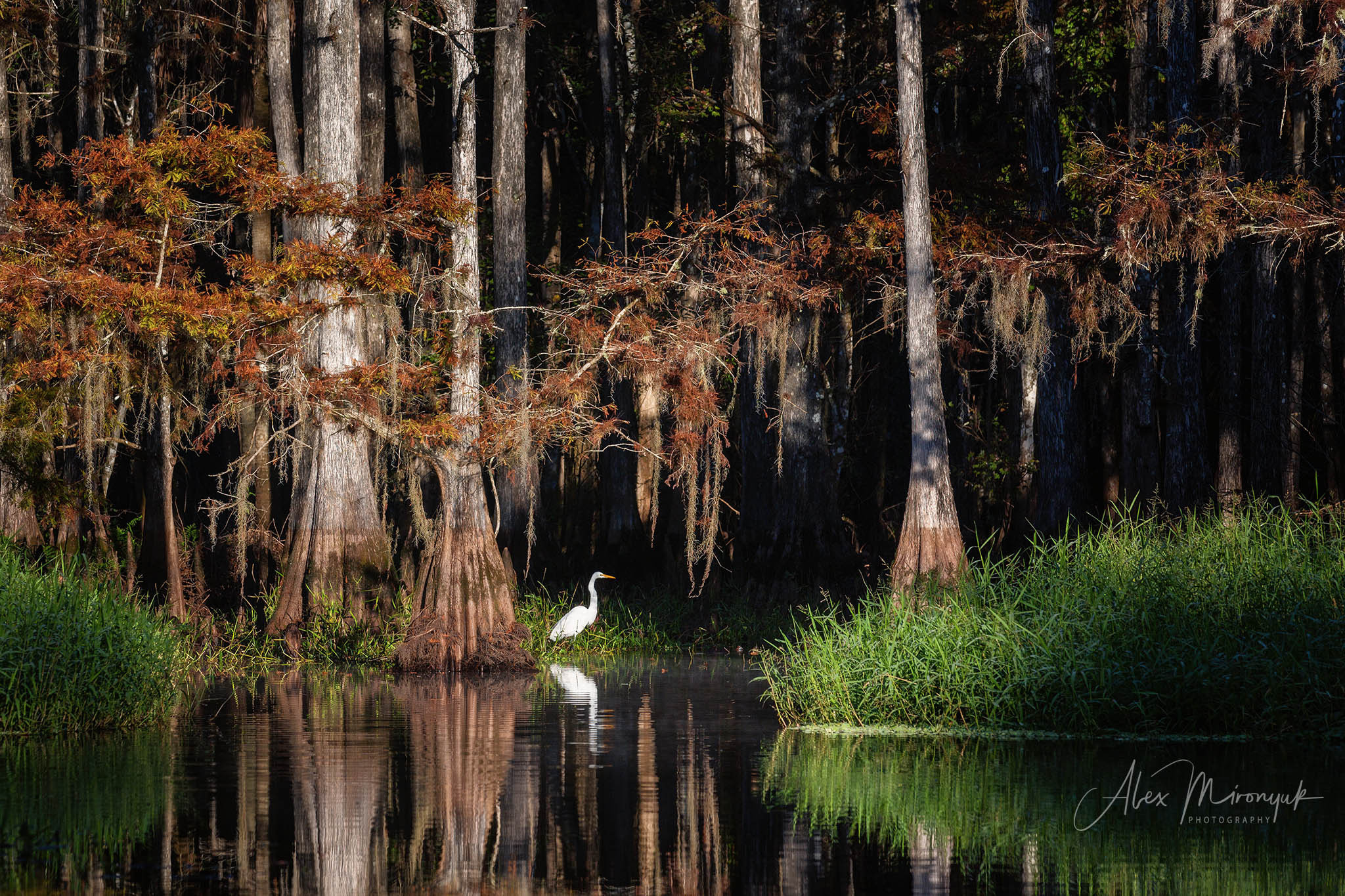 Alligators, Birds And Cypress. Alex Mironyuk Photography