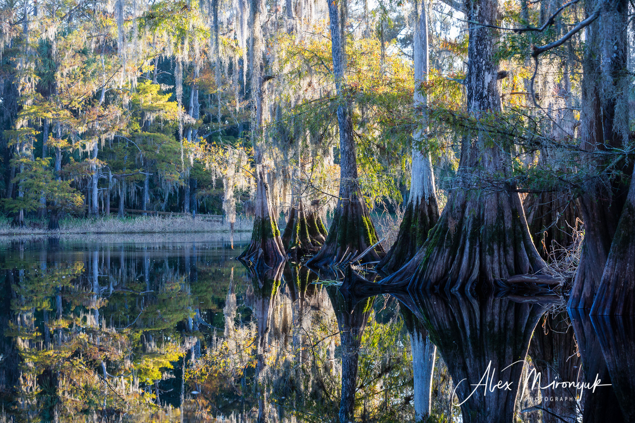 Alligators, Birds And Cypress. Alex Mironyuk Photography
