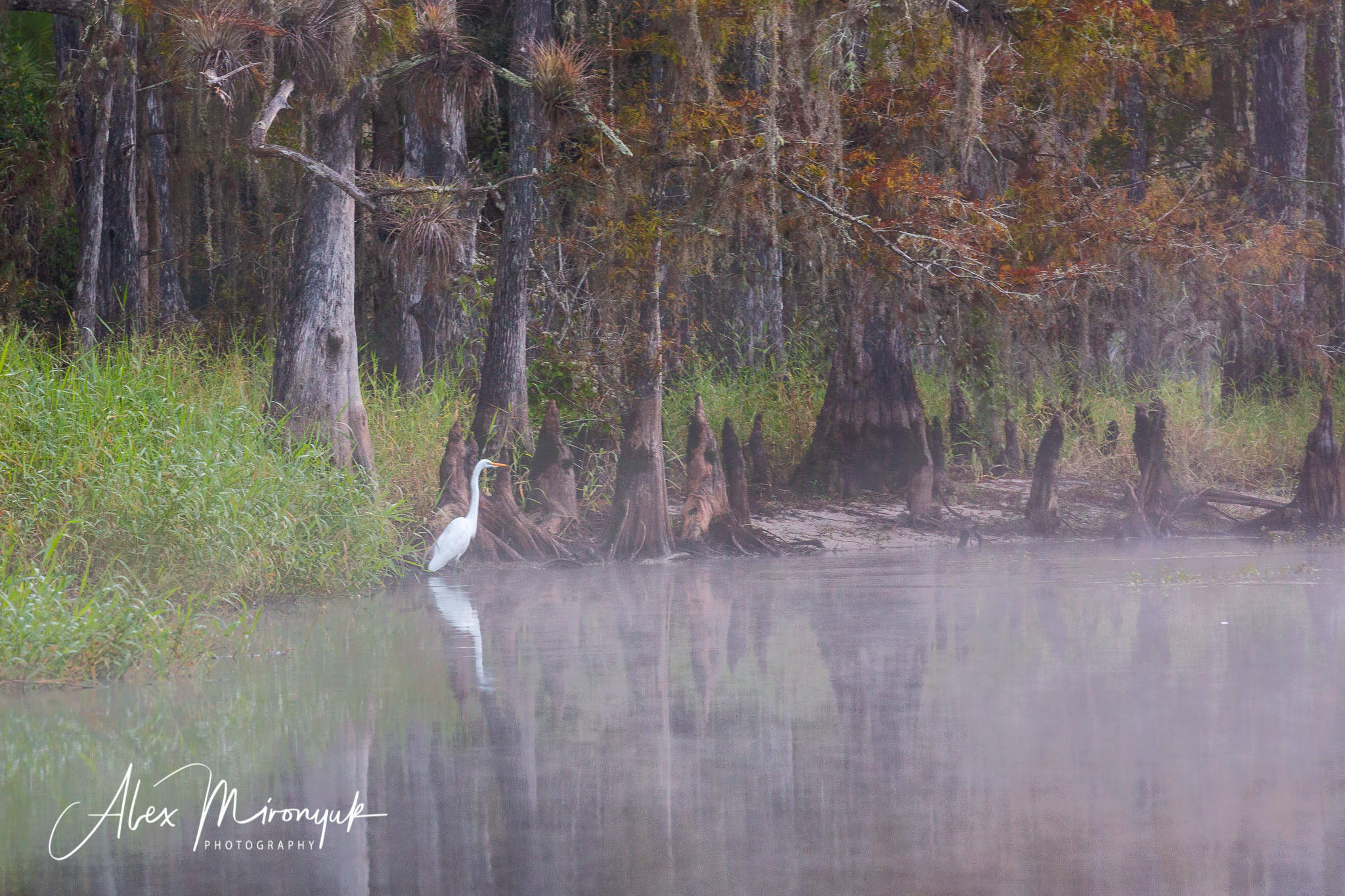 Alligators, Birds And Cypress. Alex Mironyuk Photography