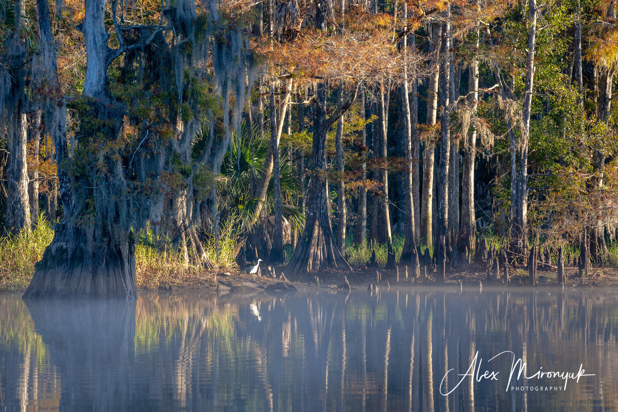 Alligators, Birds And Cypress. Alex Mironyuk Photography