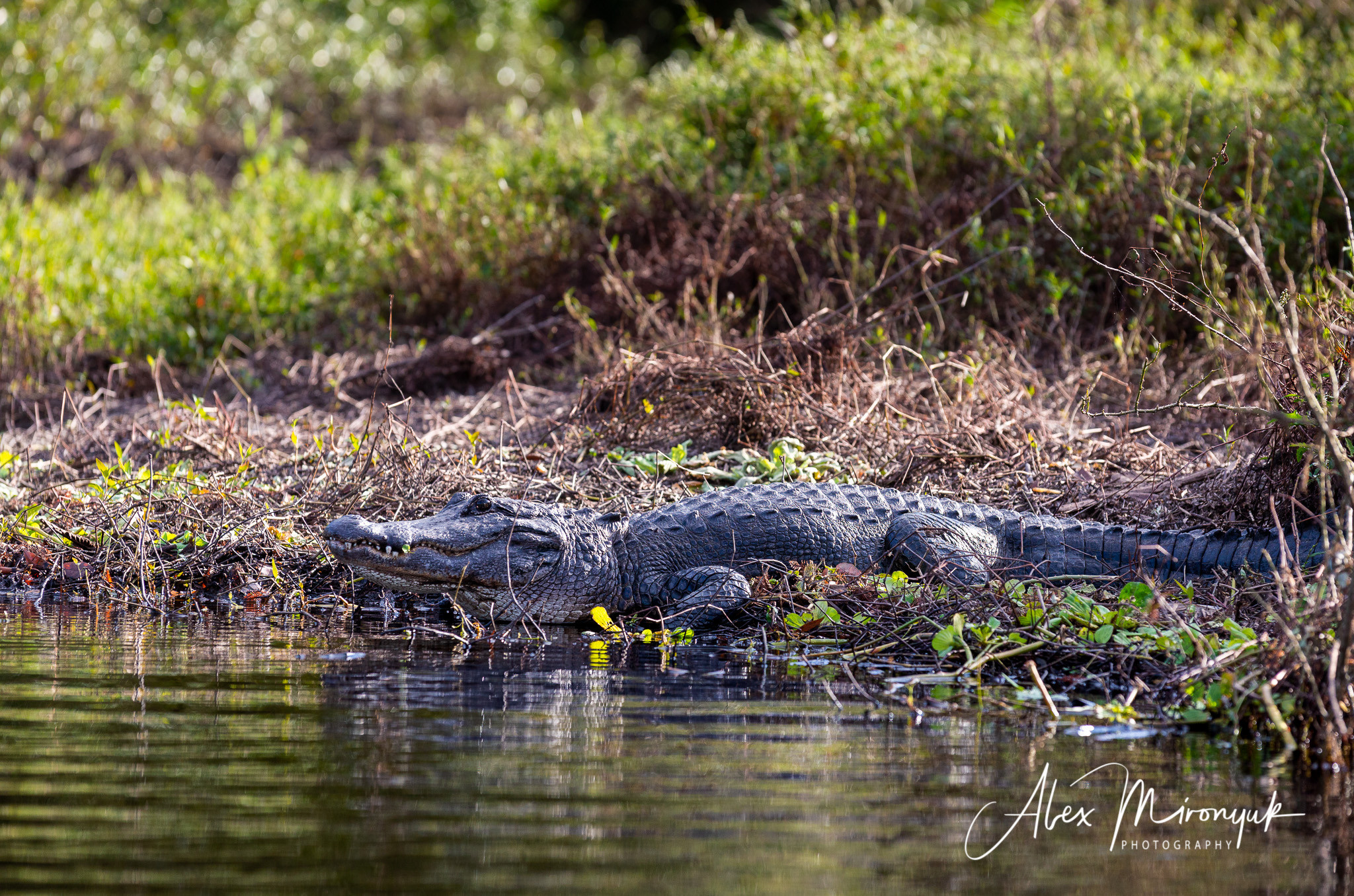 Alligators, Birds And Cypress. Alex Mironyuk Photography