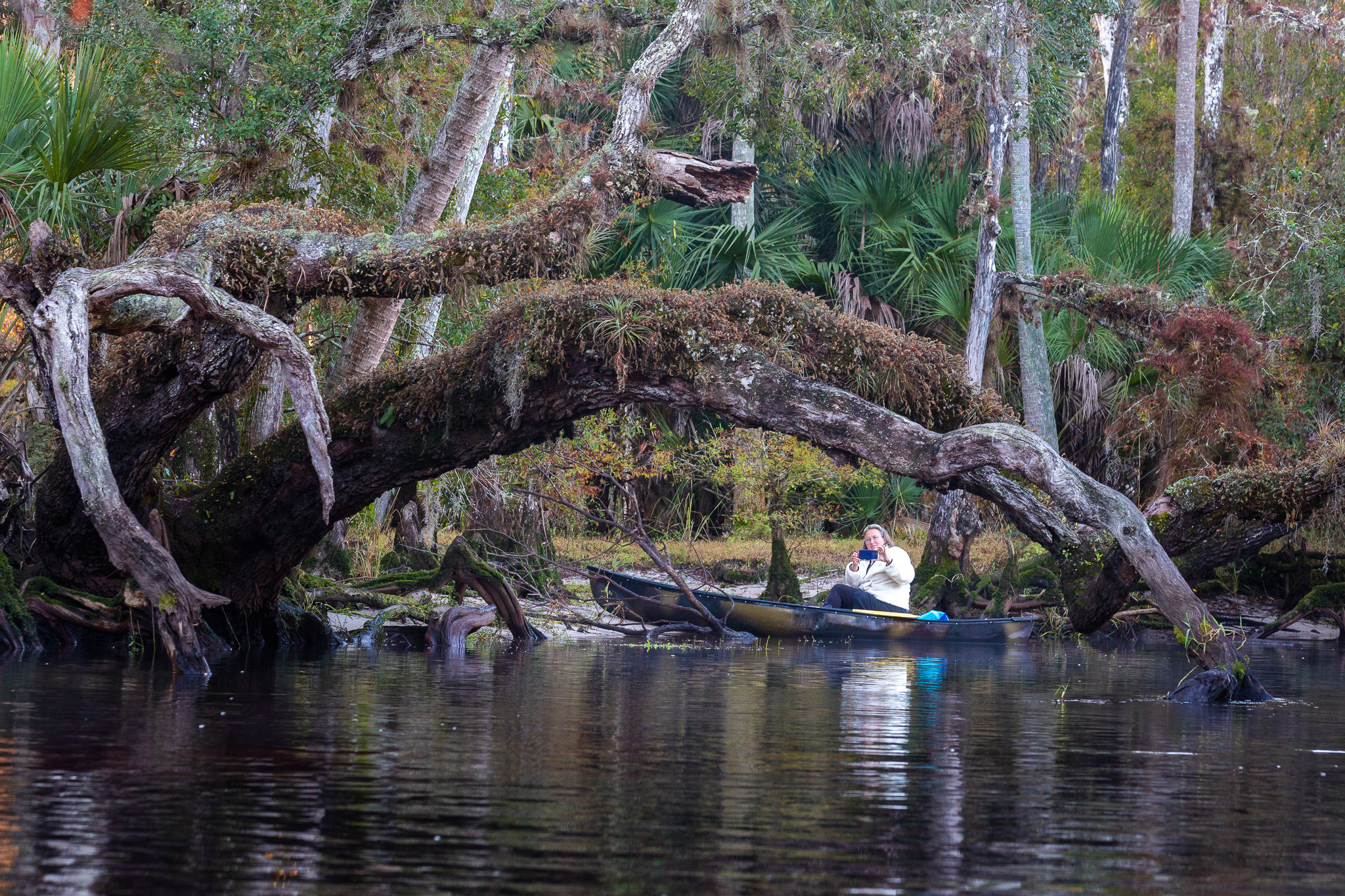 Alligators, Birds And Cypress. Alex Mironyuk Photography